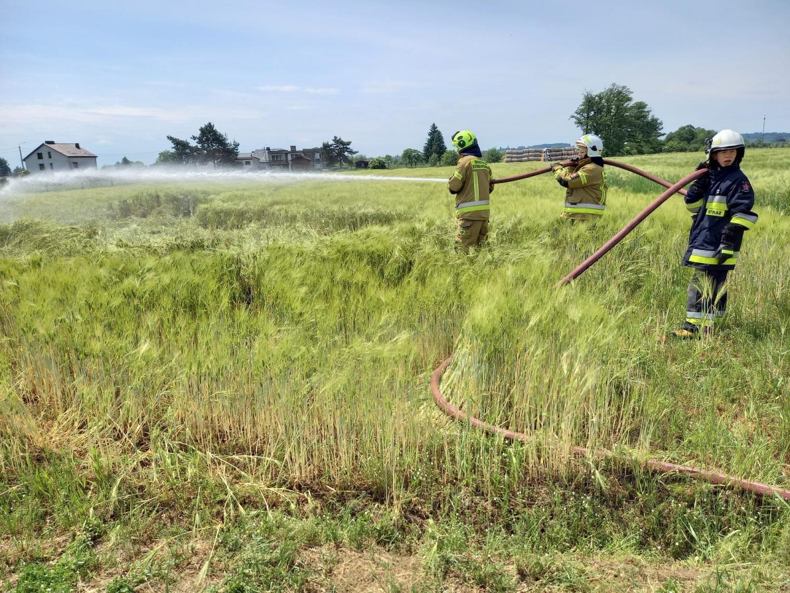 Zdjęcie w galerii na portalu naszraciborz.pl: Raport 998. Pożar trawy i zboża na pniu w Budziskach wiadomości z regionu