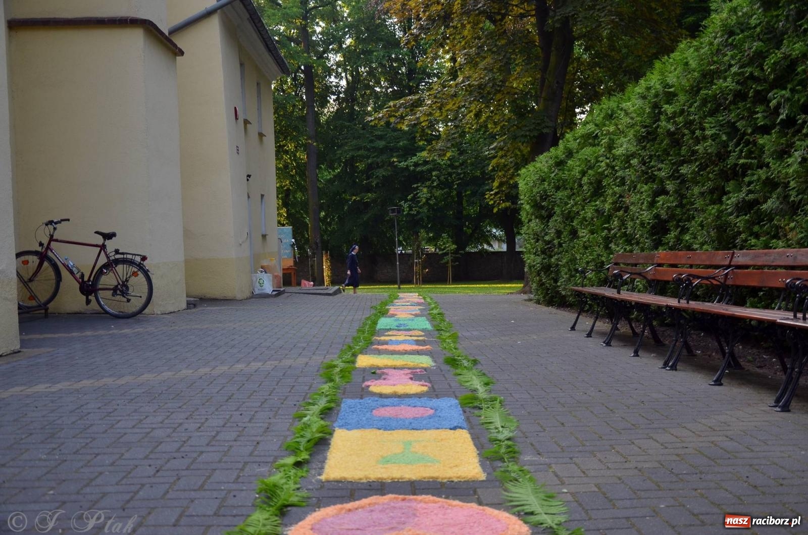 Zdjęcie w galerii na portalu naszraciborz.pl: Pracowali od świtu. Parafie NSPJ i Matka Boża gotowe na Boże Ciało [FOTO] wiadomości z regionu