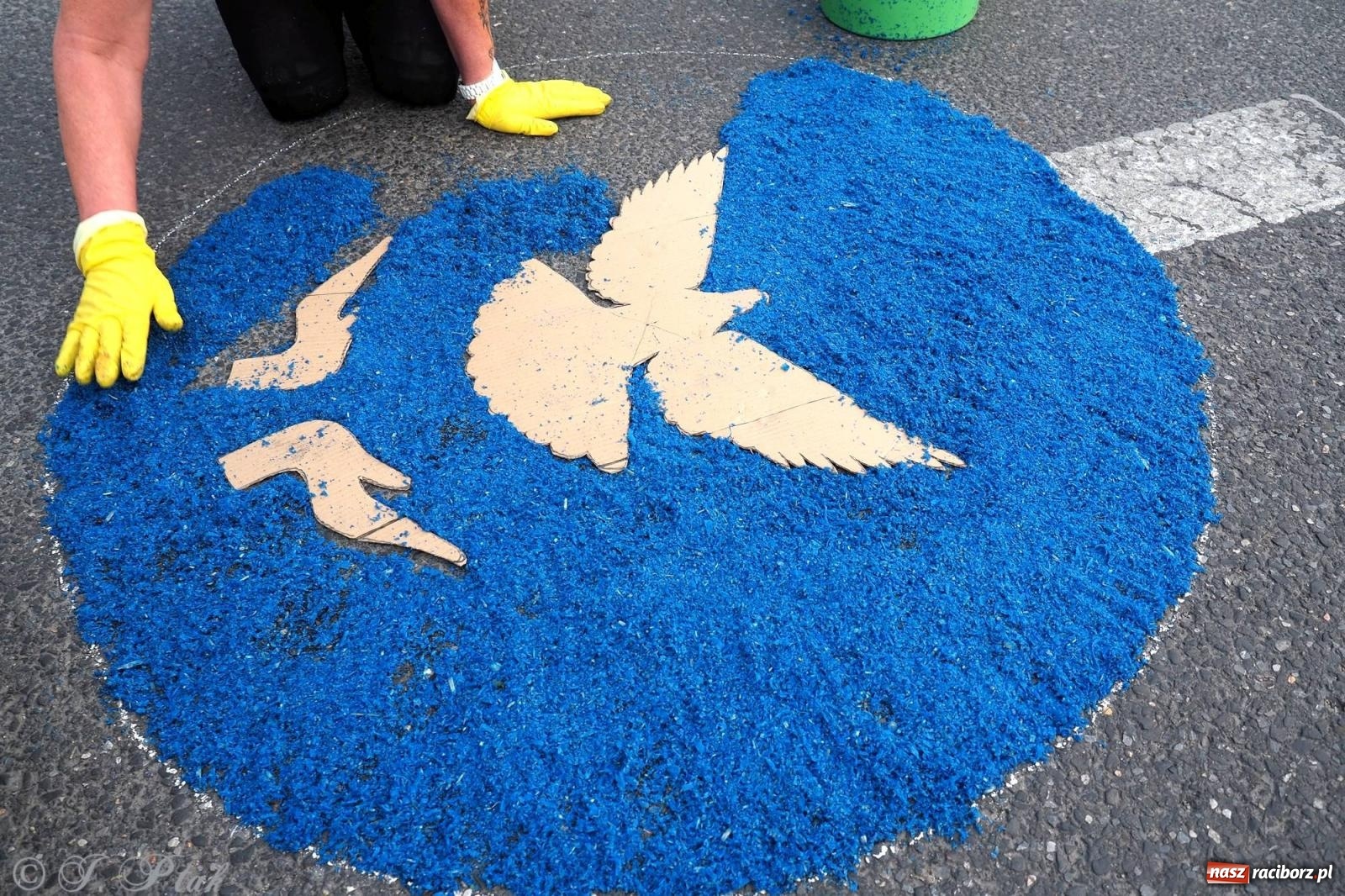 Zdjęcie w galerii na portalu naszraciborz.pl: Pracowali od świtu. Parafie NSPJ i Matka Boża gotowe na Boże Ciało [FOTO] wiadomości z regionu