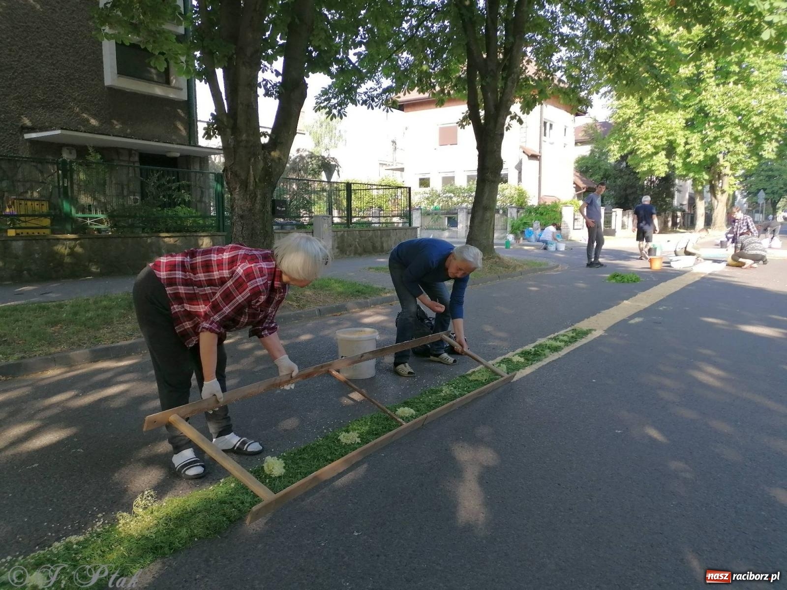 Zdjęcie w galerii na portalu naszraciborz.pl: Pracowali od świtu. Parafie NSPJ i Matka Boża gotowe na Boże Ciało [FOTO] wiadomości z regionu