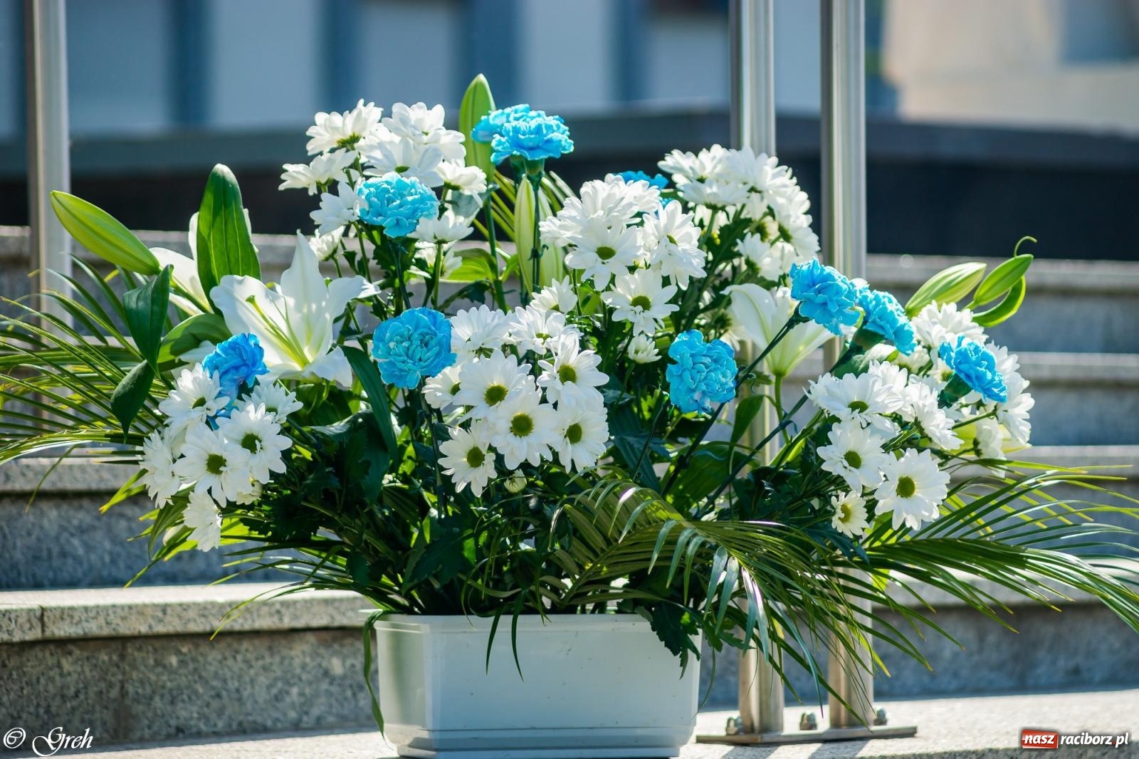 Zdjęcie w galerii na portalu naszraciborz.pl: Boże Ciało w parafii WNMP w Raciborzu [FOTO i WIDEO] wiadomości z regionu