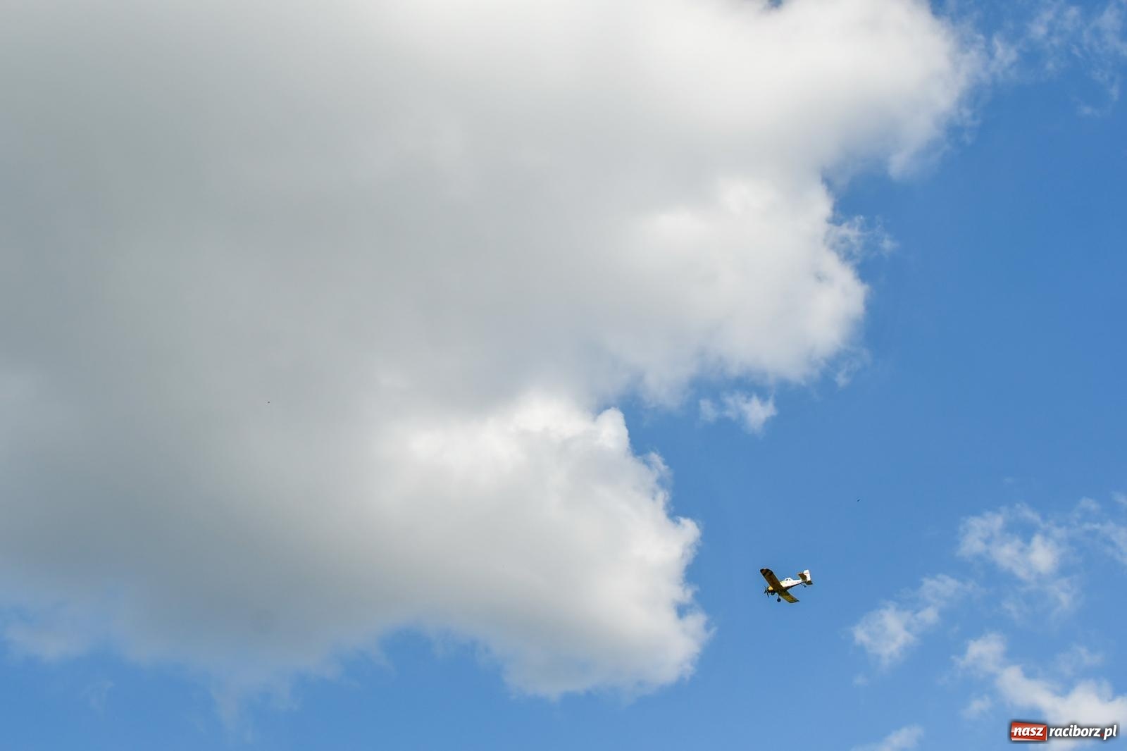 Zdjęcie w galerii na portalu naszraciborz.pl: OSP Krzanowice z Pucharem Burmistrza wiadomości z regionu