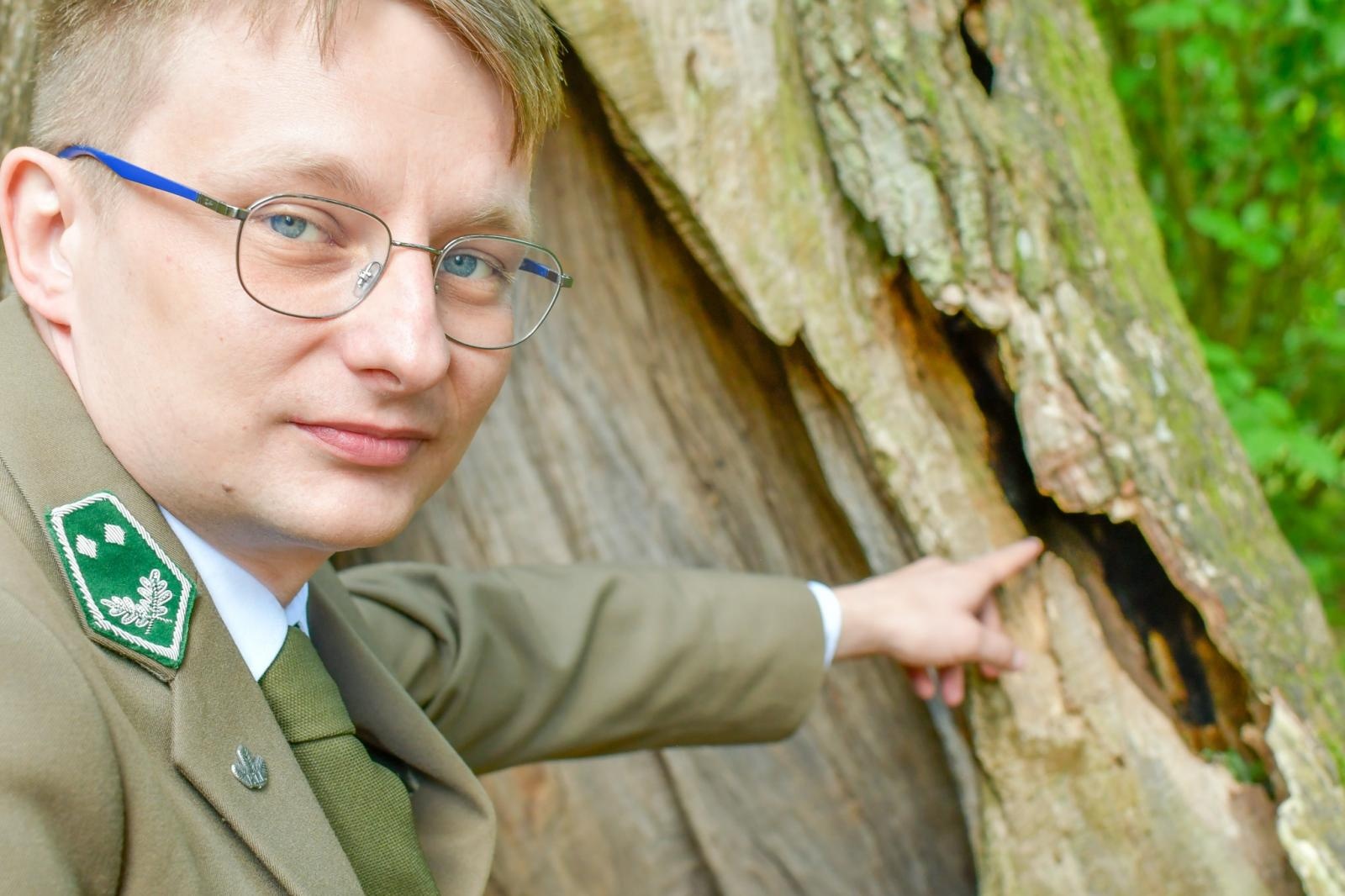 Zdjęcie w galerii na portalu naszraciborz.pl: Dąb Cysters się zazielenił, ale czekają go specjalistyczne badania wiadomości z regionu