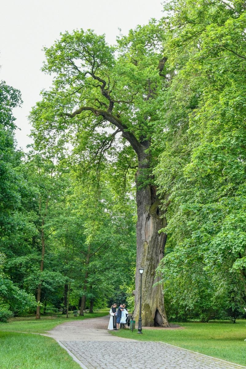Zdjęcie w galerii na portalu naszraciborz.pl: Dąb Cysters się zazielenił, ale czekają go specjalistyczne badania wiadomości z regionu