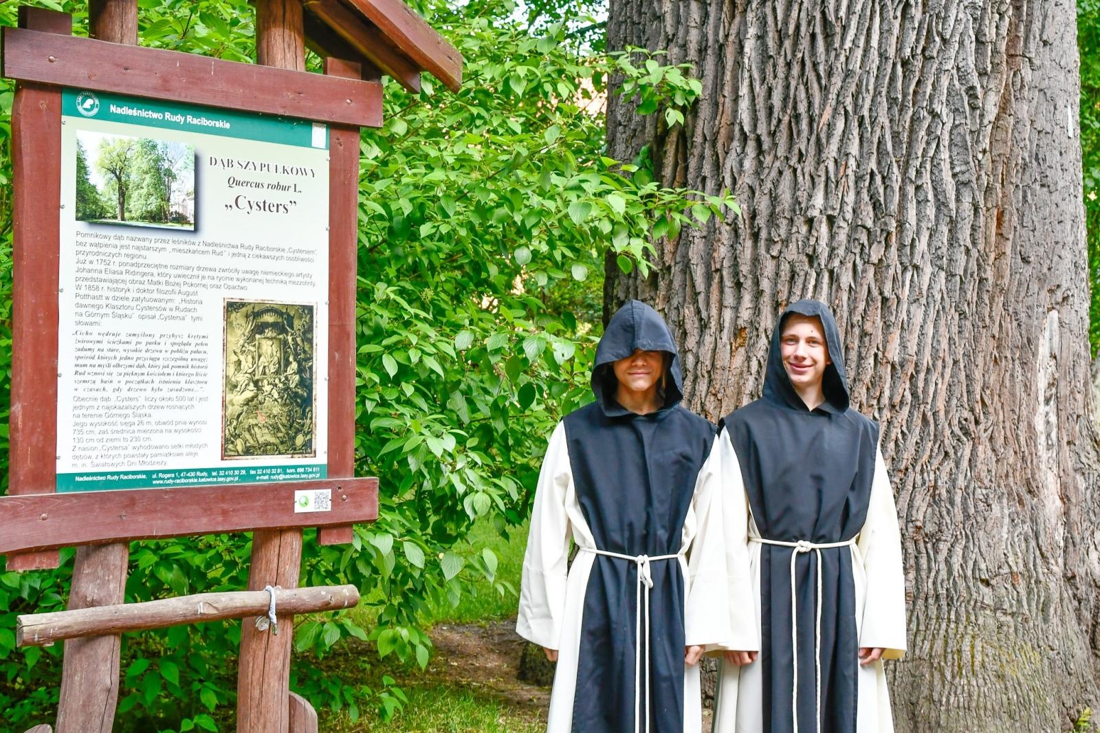 Zdjęcie w galerii na portalu naszraciborz.pl: Dąb Cysters się zazielenił, ale czekają go specjalistyczne badania wiadomości z regionu
