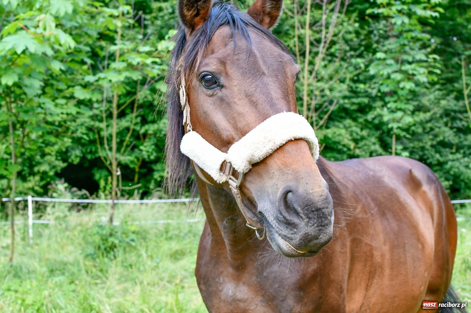 Zdjęcie w galerii na portalu naszraciborz.pl: Gród pod Oborą tętni życiem. Ruszył festiwal średniowieczny [FOTO i WIDEO] wiadomości z regionu