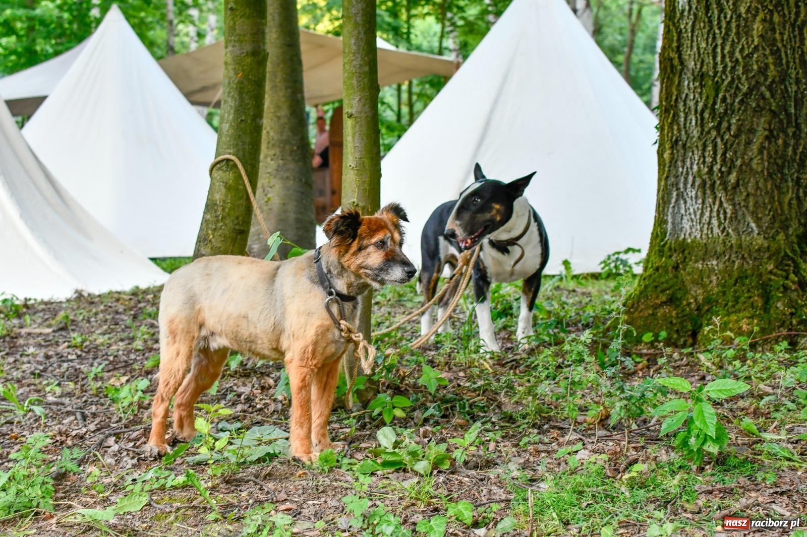 Zdjęcie w galerii na portalu naszraciborz.pl: Gród pod Oborą tętni życiem. Ruszył festiwal średniowieczny [FOTO i WIDEO] wiadomości z regionu