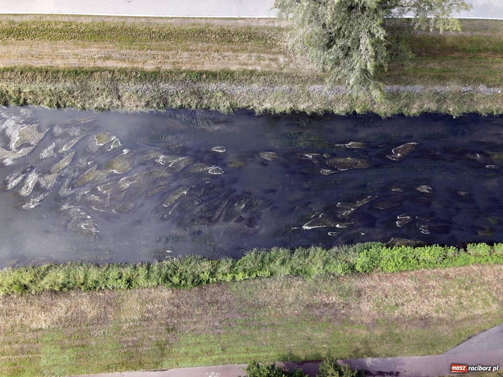 Zdjęcie w galerii na portalu naszraciborz.pl: Czy będzie powtórka z rtęci? Posłowie opozycji i niemieccy naukowcy martwią się o Odrę [FOTO LOTNICZE Z RACIBORZA] wiadomości z regionu