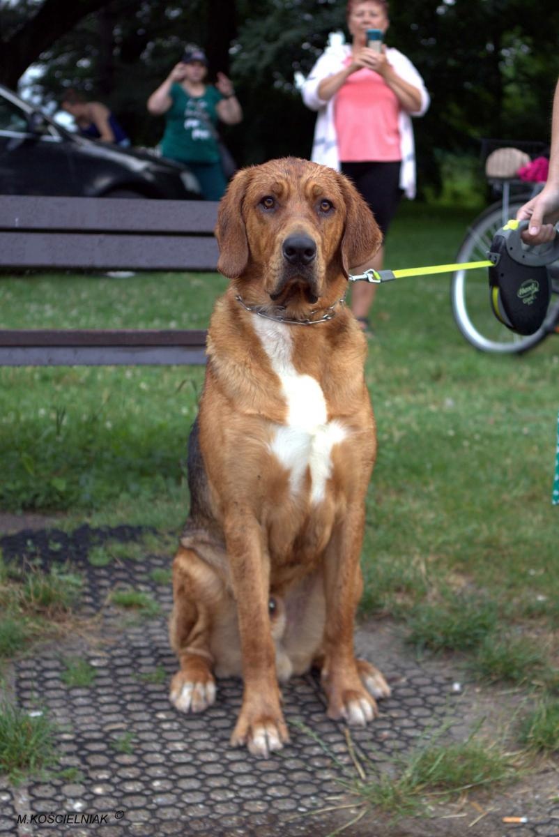 Zdjęcie w galerii na portalu naszraciborz.pl: Muzykowanie i wodowanie na bulwarach wiadomości z regionu