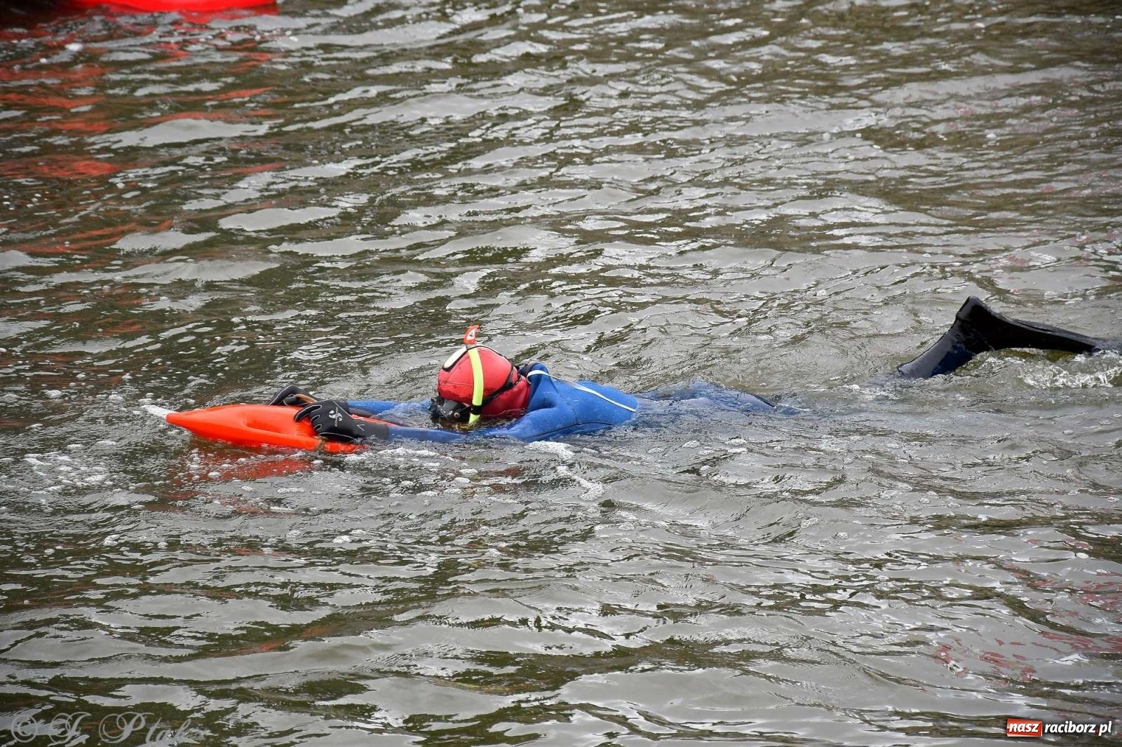 Zdjęcie w galerii na portalu naszraciborz.pl: Morsy, statki i łodzie. Pływadło na bis! wiadomości z regionu