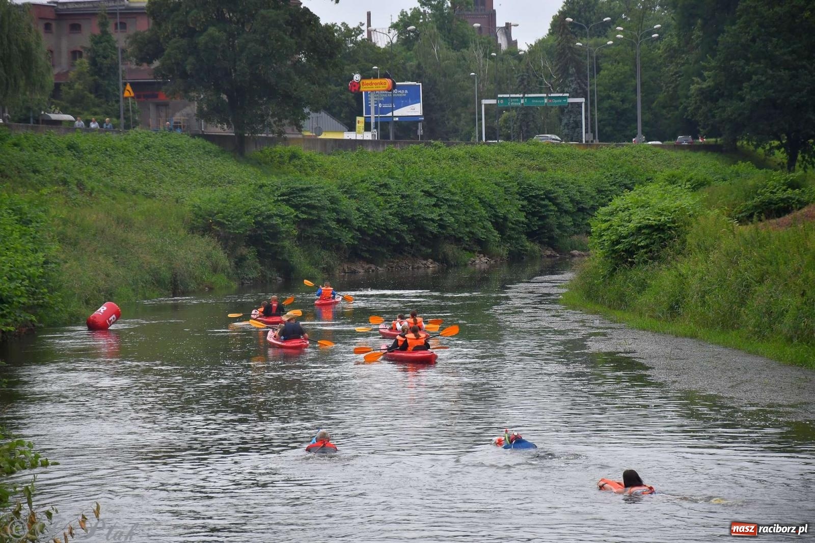 Zdjęcie w galerii na portalu naszraciborz.pl: Morsy, statki i łodzie. Pływadło na bis! wiadomości z regionu