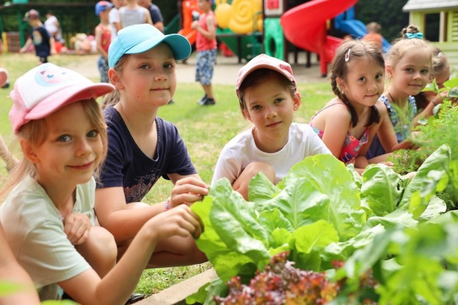 Zdjęcie w galerii na portalu naszraciborz.pl: Pierwsze plony z przedszkolnych warzywników zebrane wiadomości z regionu