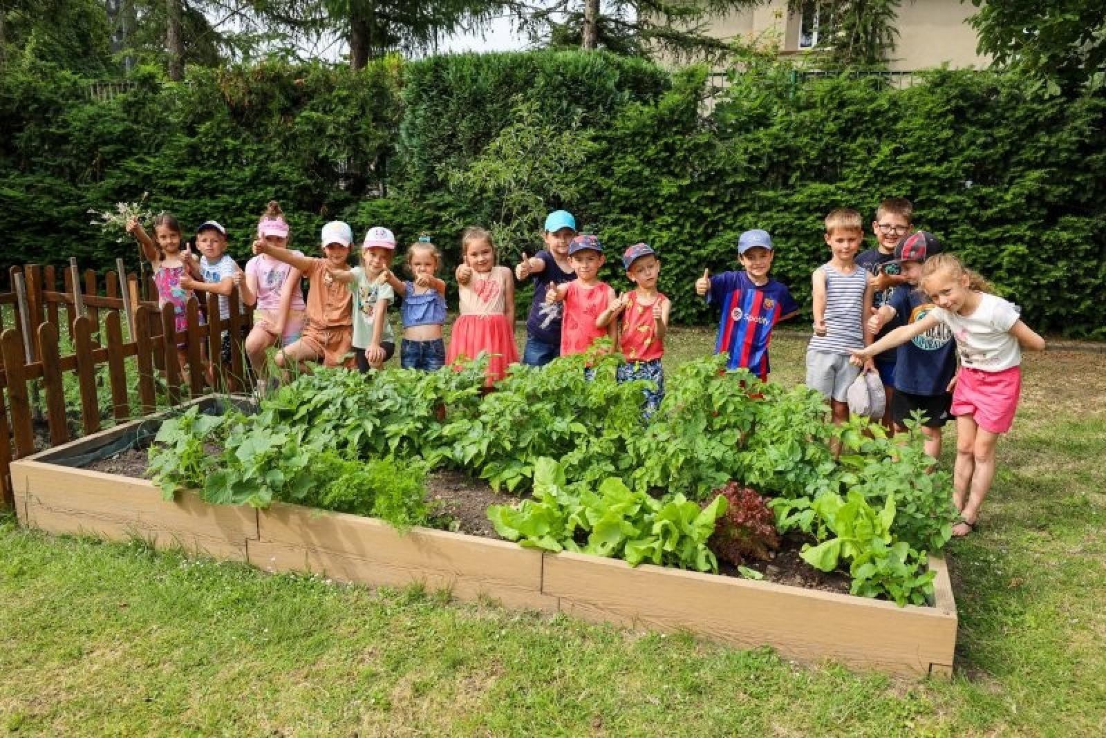 Zdjęcie w galerii na portalu naszraciborz.pl: Pierwsze plony z przedszkolnych warzywników zebrane wiadomości z regionu