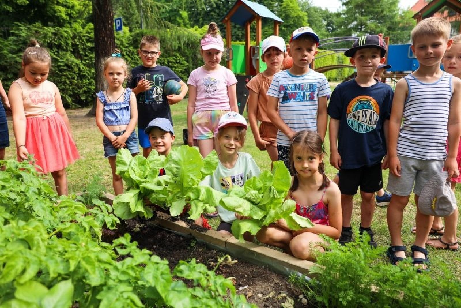 Zdjęcie w galerii na portalu naszraciborz.pl: Pierwsze plony z przedszkolnych warzywników zebrane wiadomości z regionu