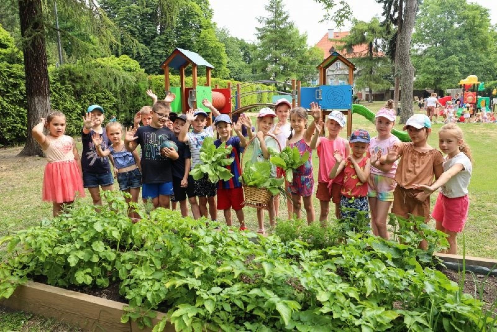 Zdjęcie w galerii na portalu naszraciborz.pl: Pierwsze plony z przedszkolnych warzywników zebrane wiadomości z regionu
