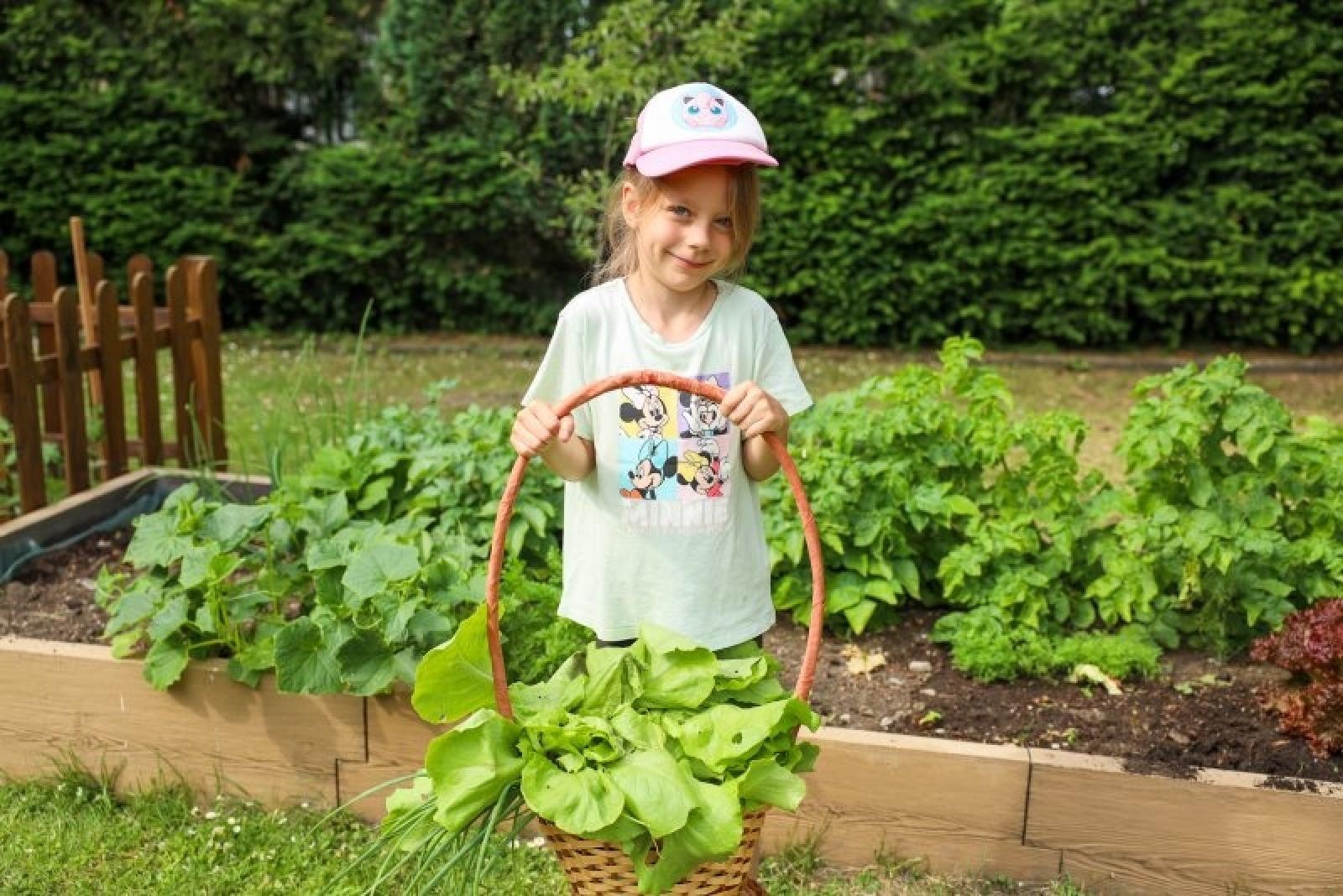 Zdjęcie w galerii na portalu naszraciborz.pl: Pierwsze plony z przedszkolnych warzywników zebrane wiadomości z regionu