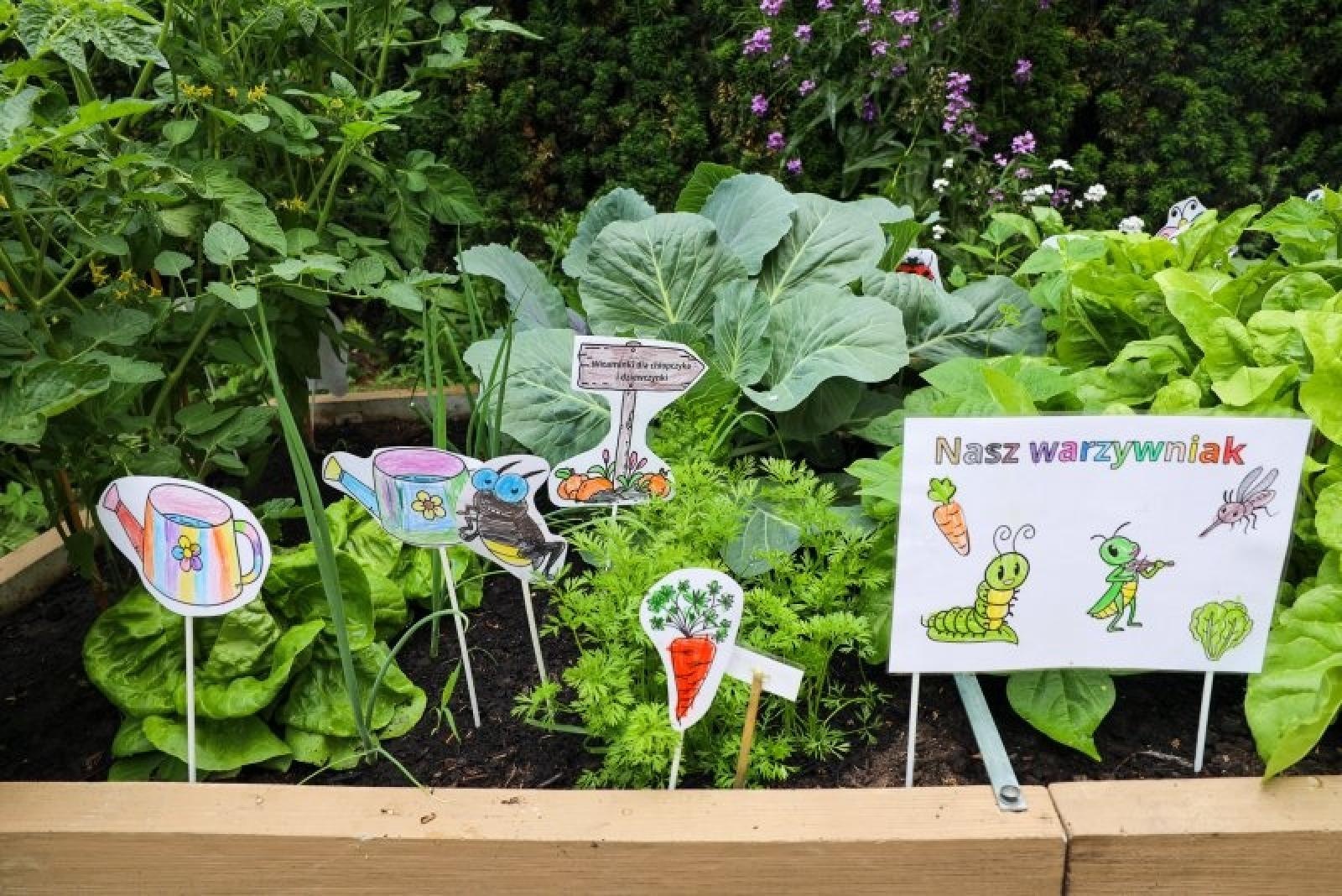 Zdjęcie w galerii na portalu naszraciborz.pl: Pierwsze plony z przedszkolnych warzywników zebrane wiadomości z regionu