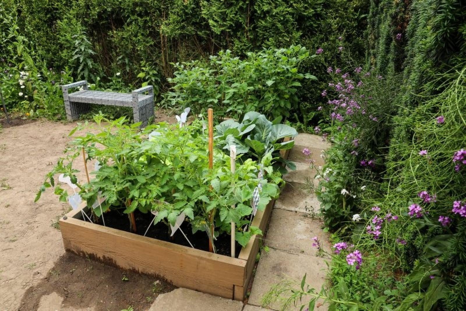 Zdjęcie w galerii na portalu naszraciborz.pl: Pierwsze plony z przedszkolnych warzywników zebrane wiadomości z regionu