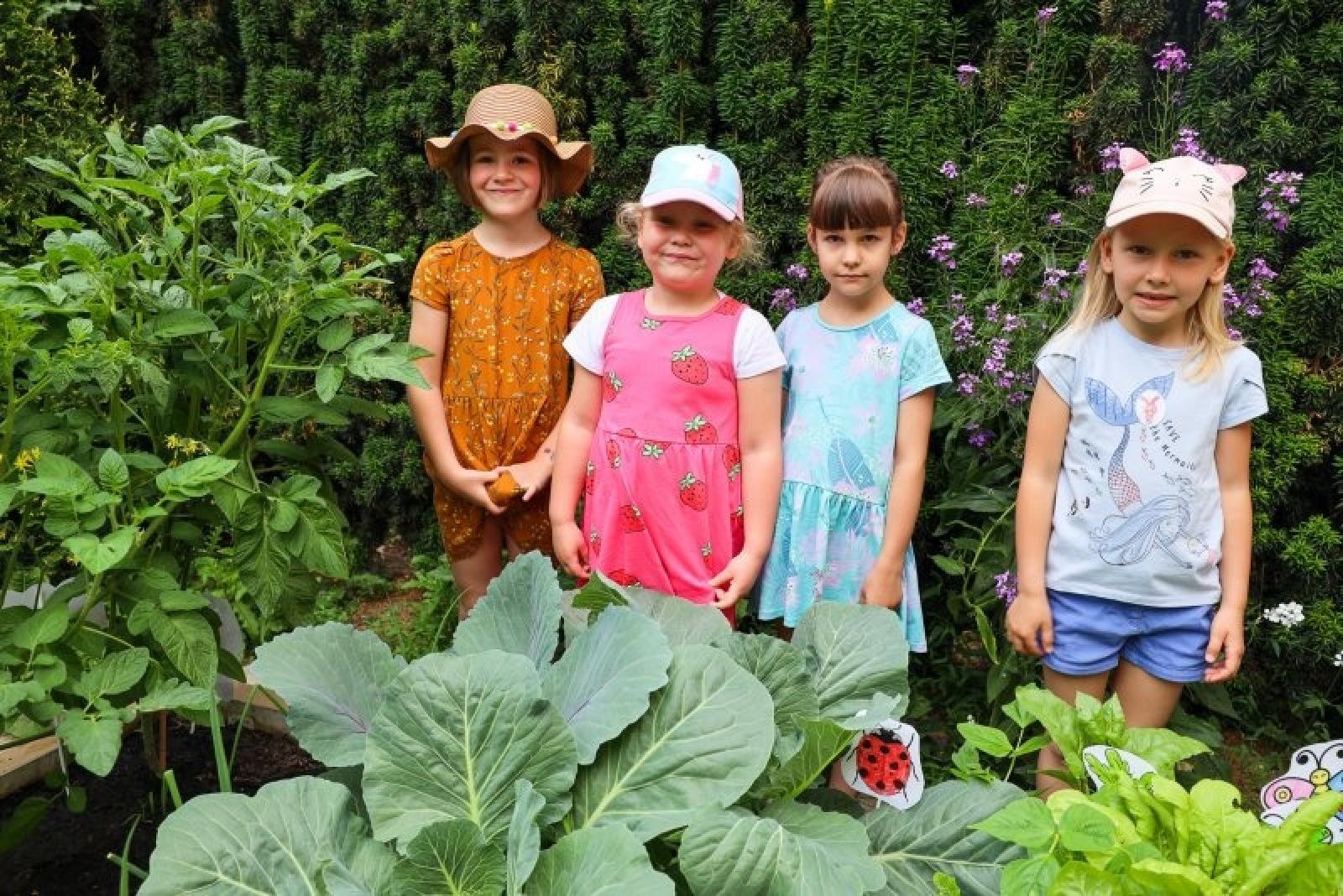 Zdjęcie w galerii na portalu naszraciborz.pl: Pierwsze plony z przedszkolnych warzywników zebrane wiadomości z regionu