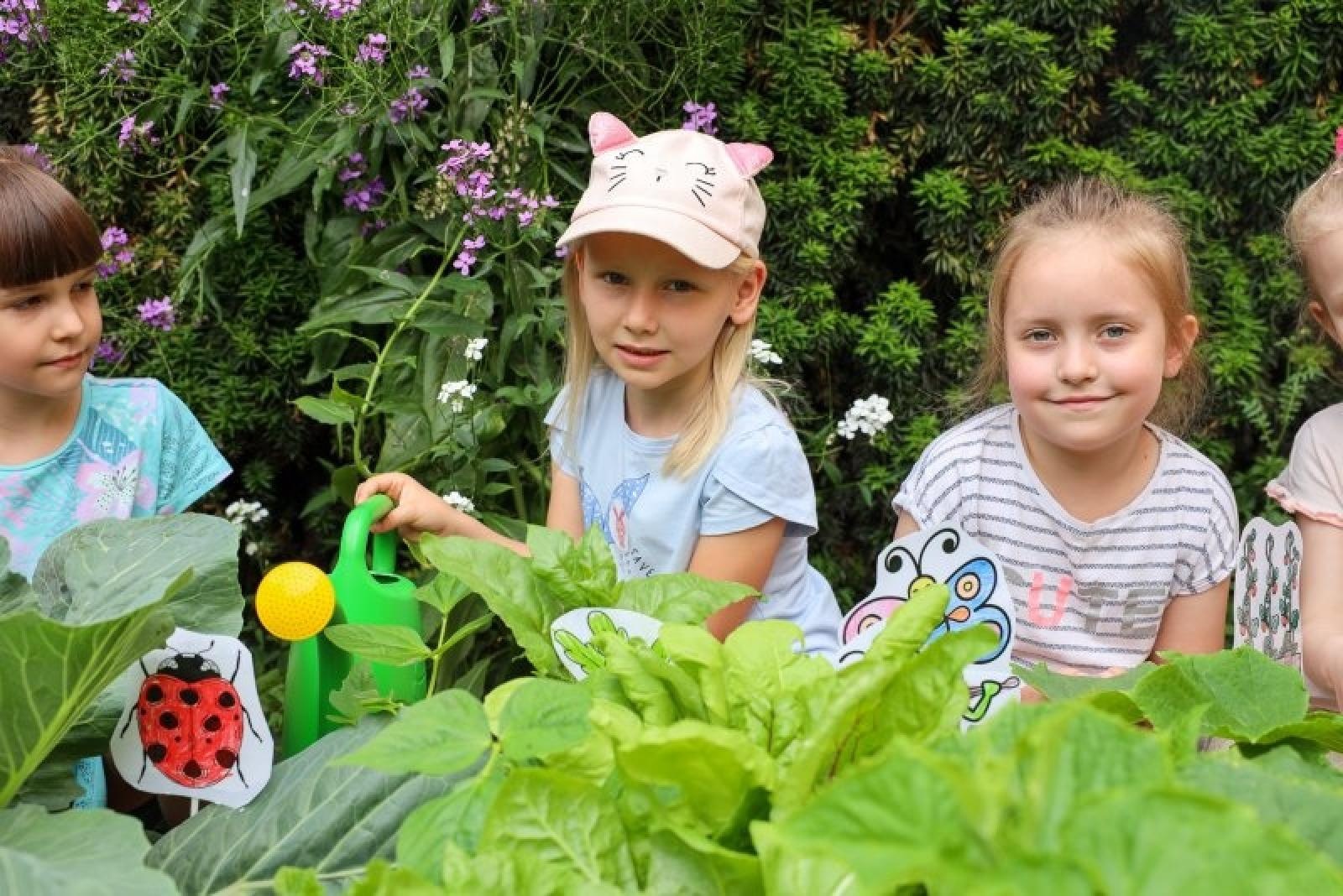 Zdjęcie w galerii na portalu naszraciborz.pl: Pierwsze plony z przedszkolnych warzywników zebrane wiadomości z regionu