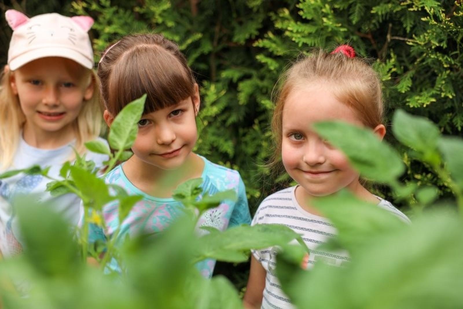 Zdjęcie w galerii na portalu naszraciborz.pl: Pierwsze plony z przedszkolnych warzywników zebrane wiadomości z regionu