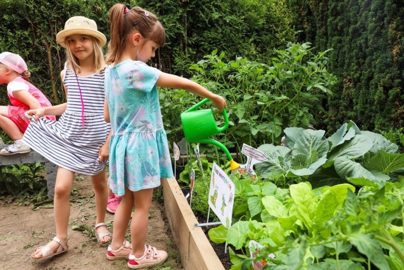 Zdjęcie w galerii na portalu naszraciborz.pl: Pierwsze plony z przedszkolnych warzywników zebrane wiadomości z regionu