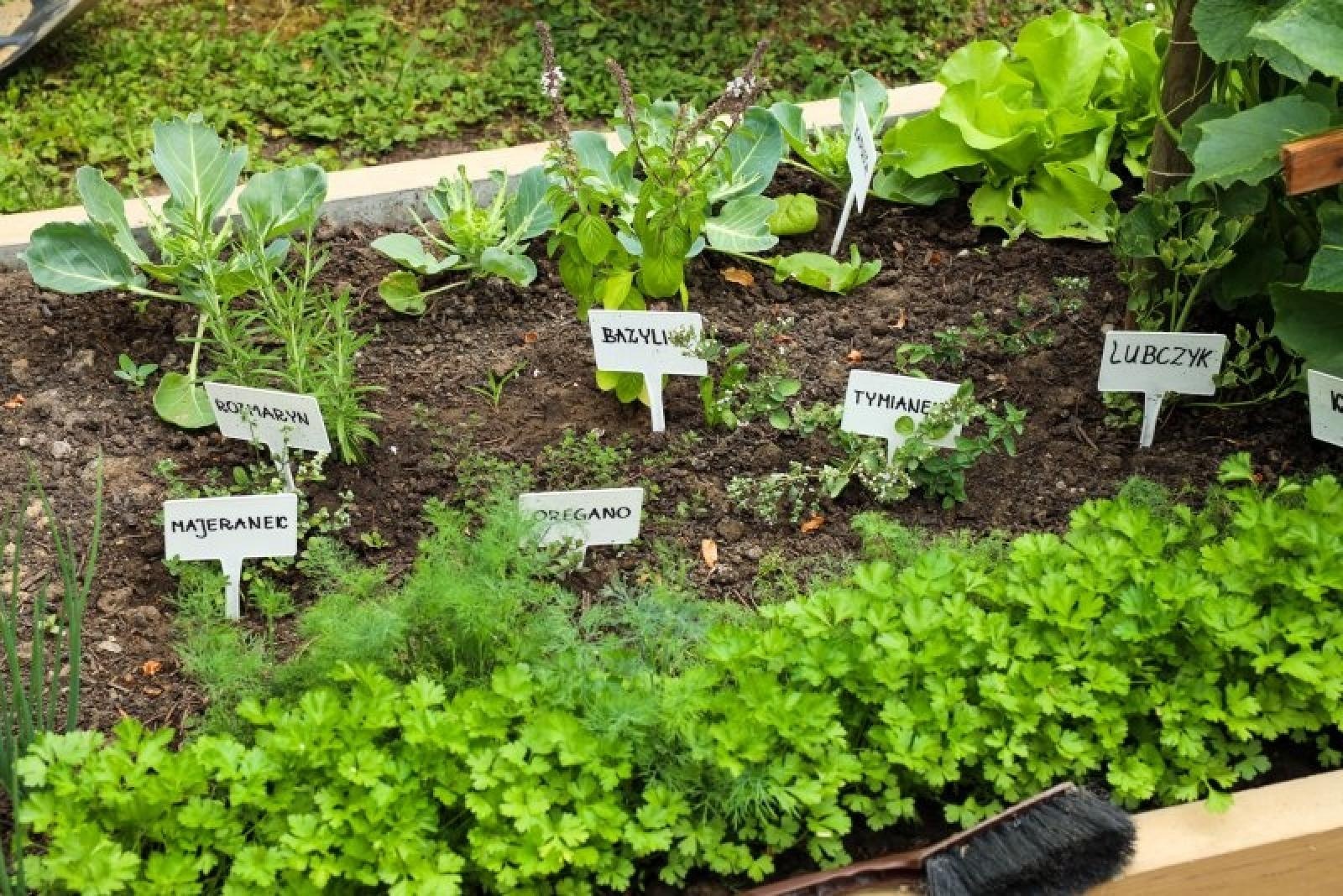 Zdjęcie w galerii na portalu naszraciborz.pl: Pierwsze plony z przedszkolnych warzywników zebrane wiadomości z regionu