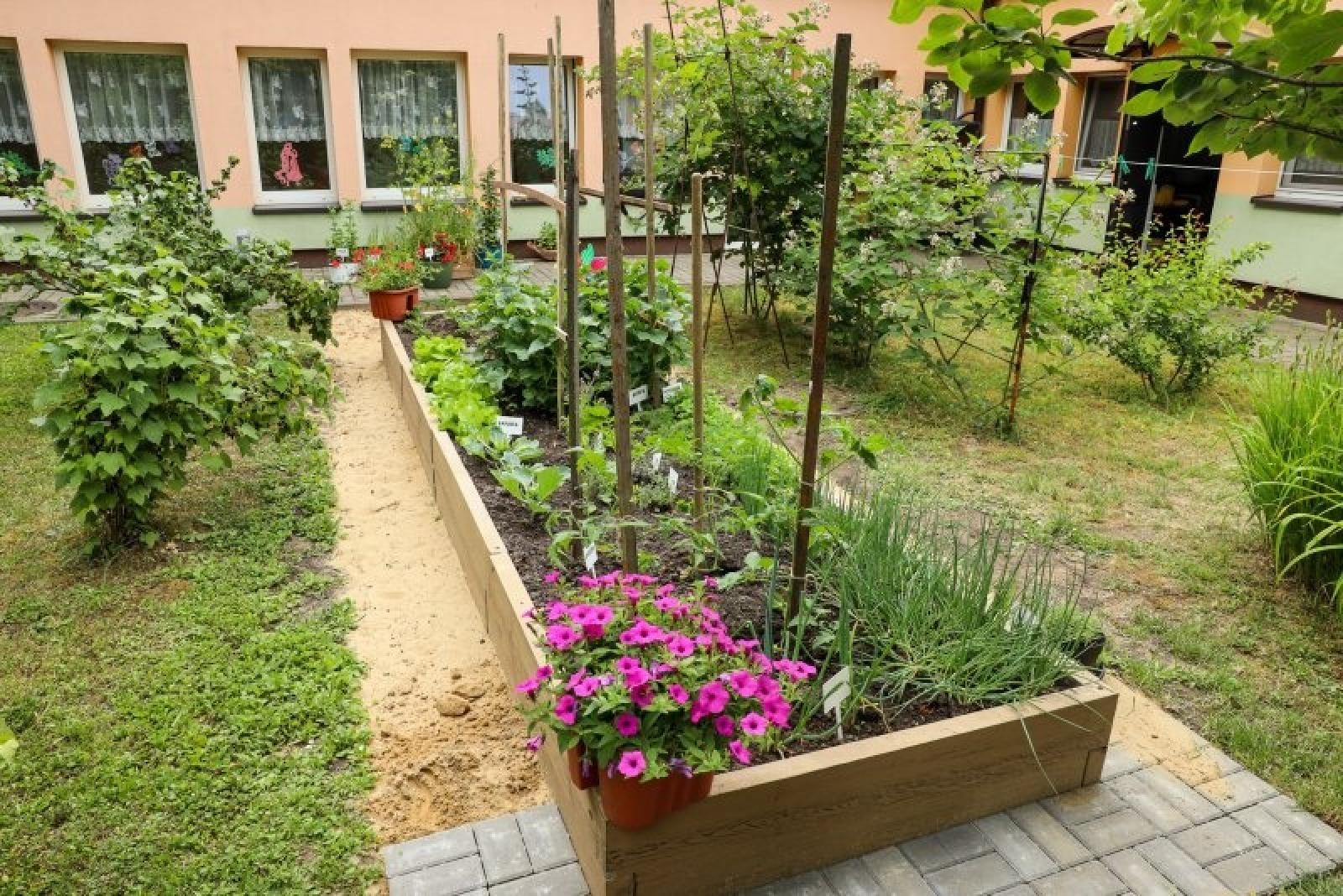 Zdjęcie w galerii na portalu naszraciborz.pl: Pierwsze plony z przedszkolnych warzywników zebrane wiadomości z regionu