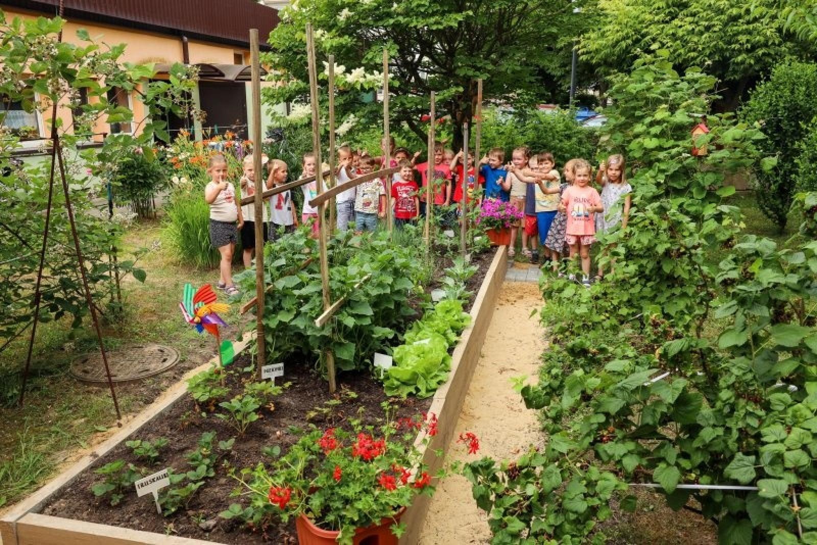 Zdjęcie w galerii na portalu naszraciborz.pl: Pierwsze plony z przedszkolnych warzywników zebrane wiadomości z regionu