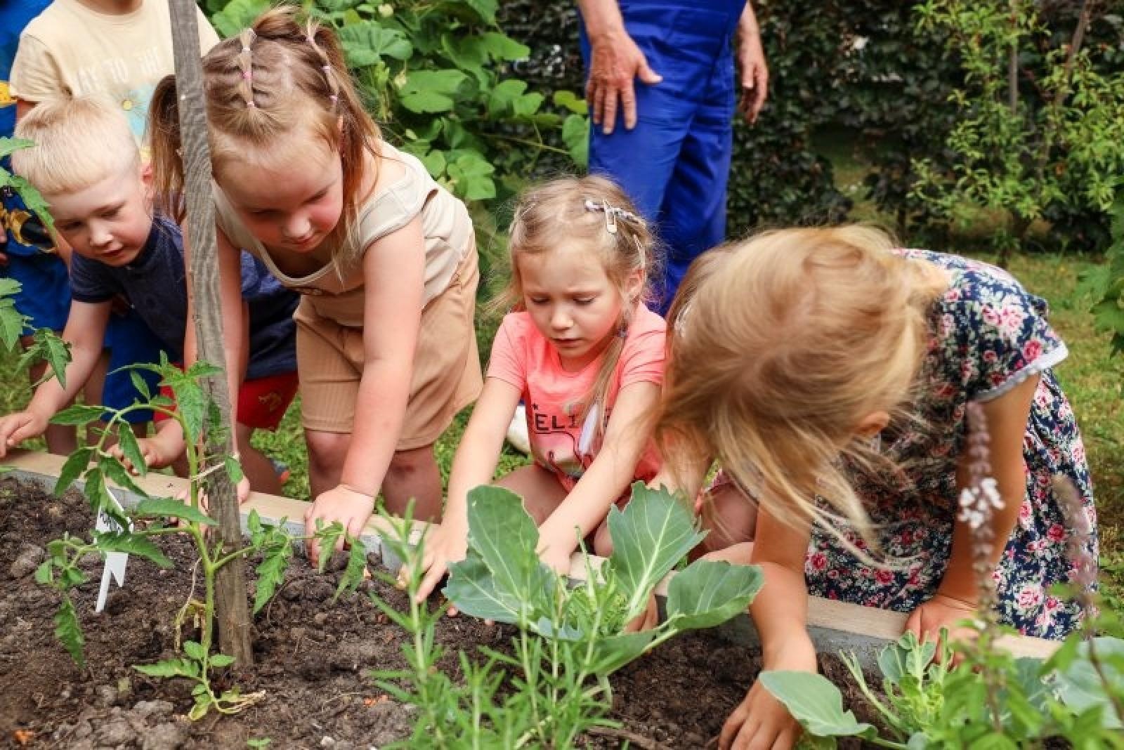 Zdjęcie w galerii na portalu naszraciborz.pl: Pierwsze plony z przedszkolnych warzywników zebrane wiadomości z regionu