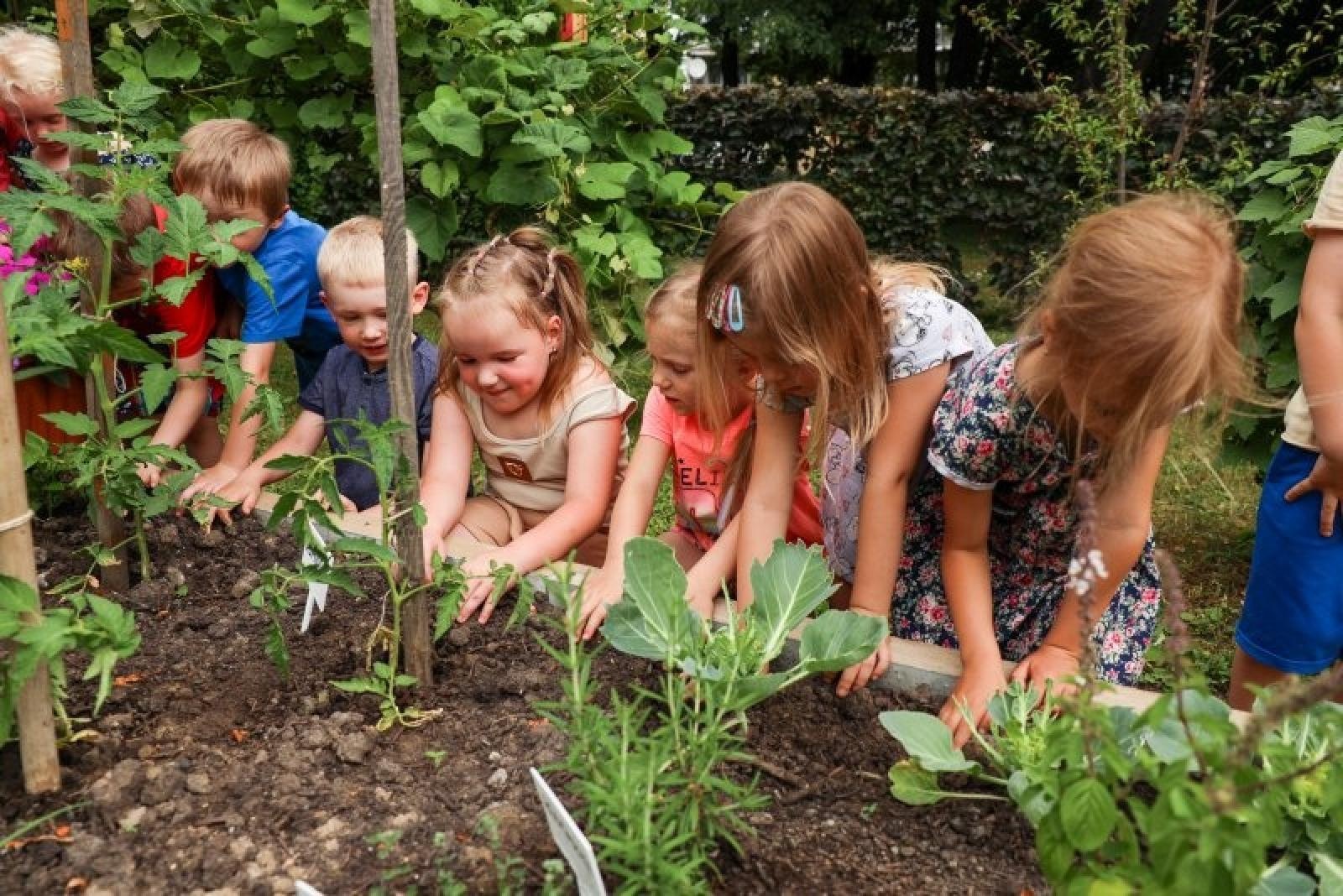 Zdjęcie w galerii na portalu naszraciborz.pl: Pierwsze plony z przedszkolnych warzywników zebrane wiadomości z regionu