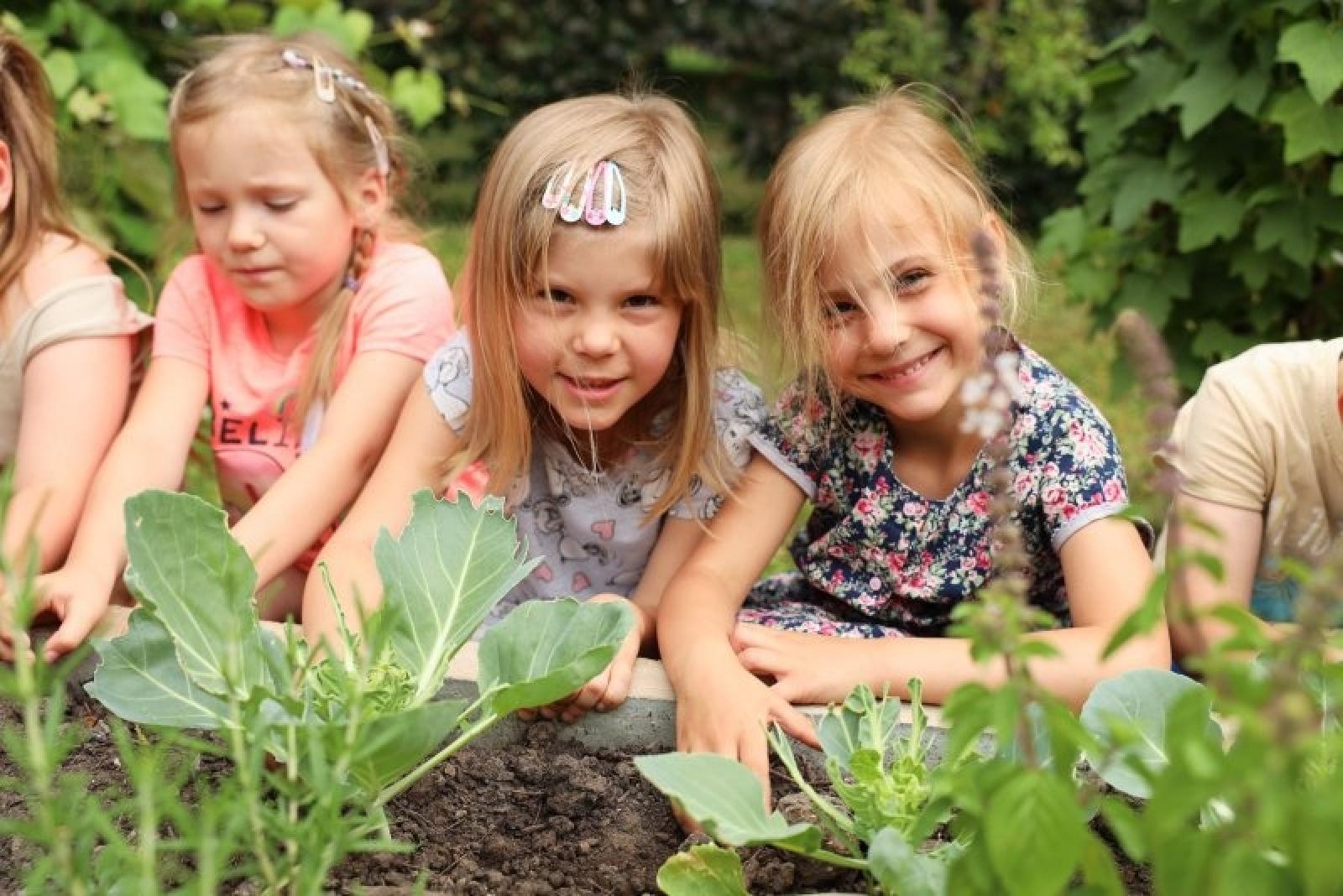 Zdjęcie w galerii na portalu naszraciborz.pl: Pierwsze plony z przedszkolnych warzywników zebrane wiadomości z regionu