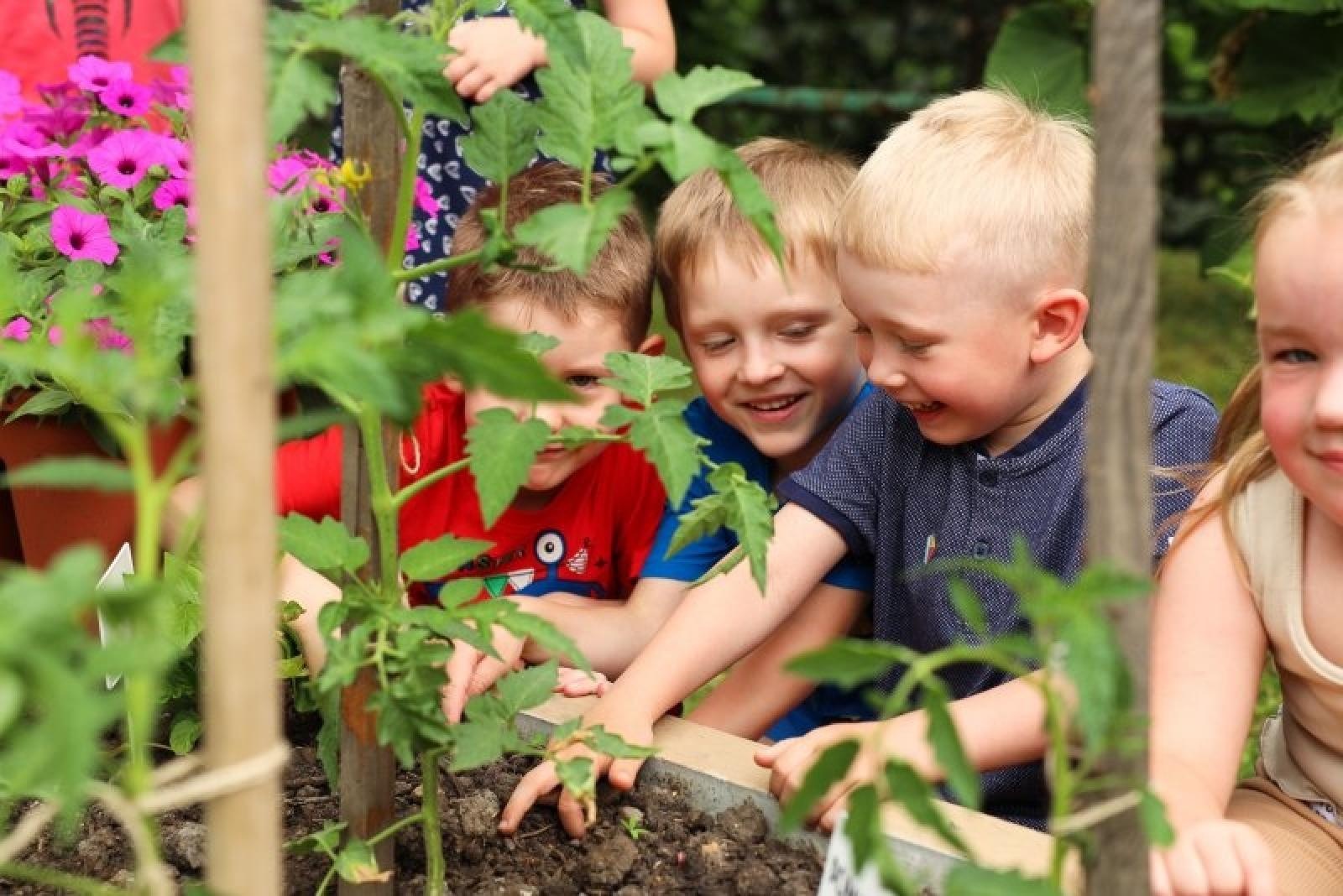 Zdjęcie w galerii na portalu naszraciborz.pl: Pierwsze plony z przedszkolnych warzywników zebrane wiadomości z regionu