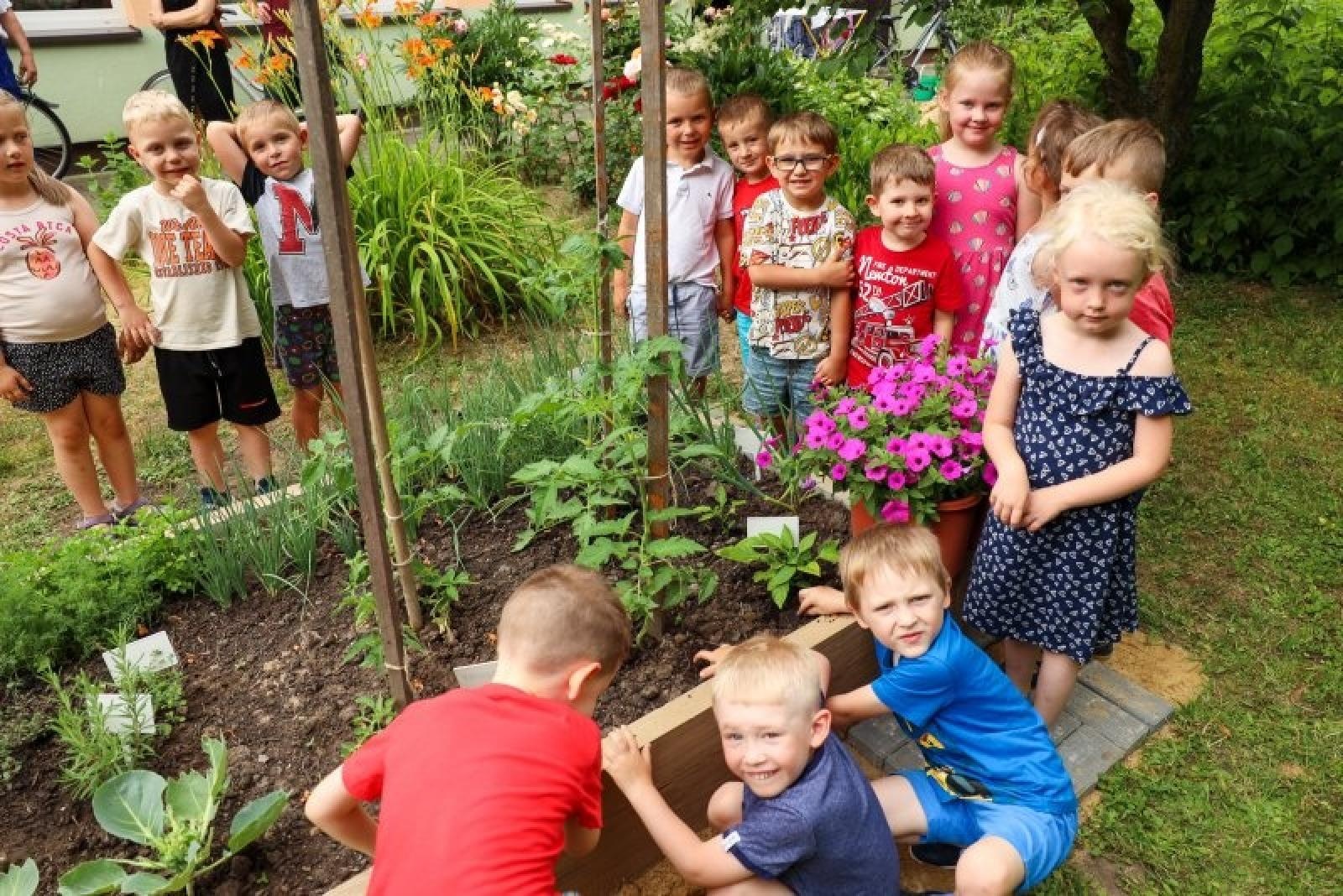 Zdjęcie w galerii na portalu naszraciborz.pl: Pierwsze plony z przedszkolnych warzywników zebrane wiadomości z regionu