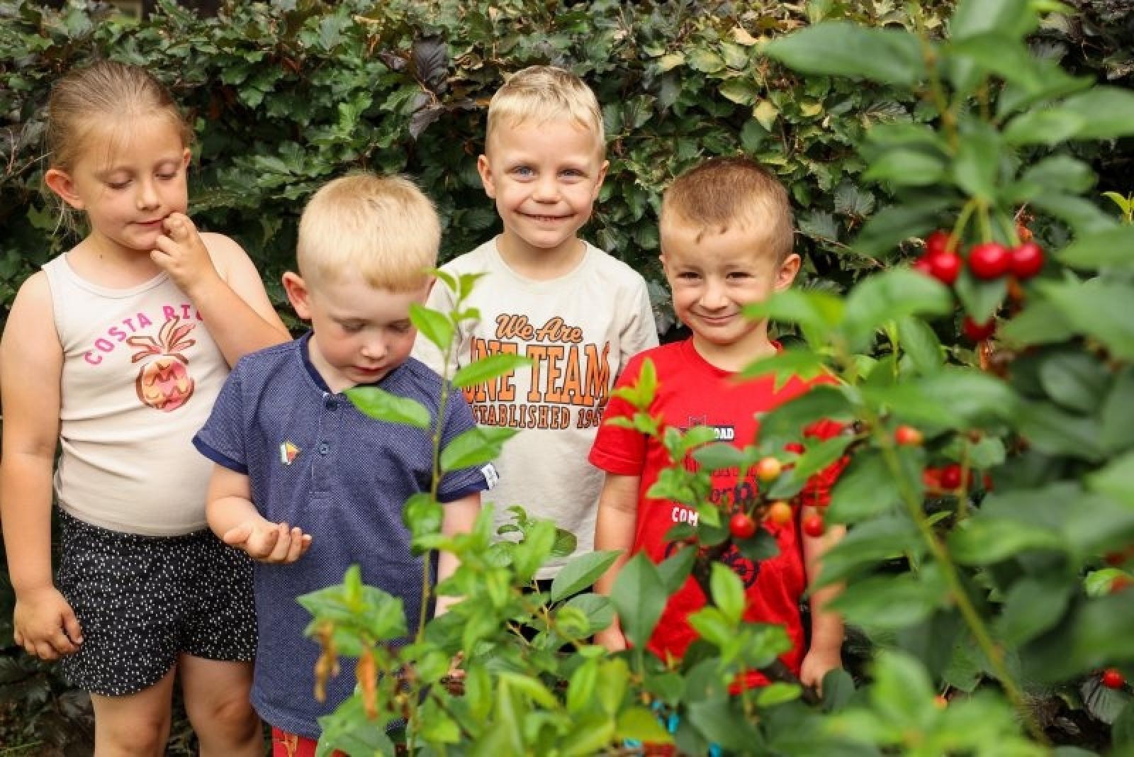 Zdjęcie w galerii na portalu naszraciborz.pl: Pierwsze plony z przedszkolnych warzywników zebrane wiadomości z regionu