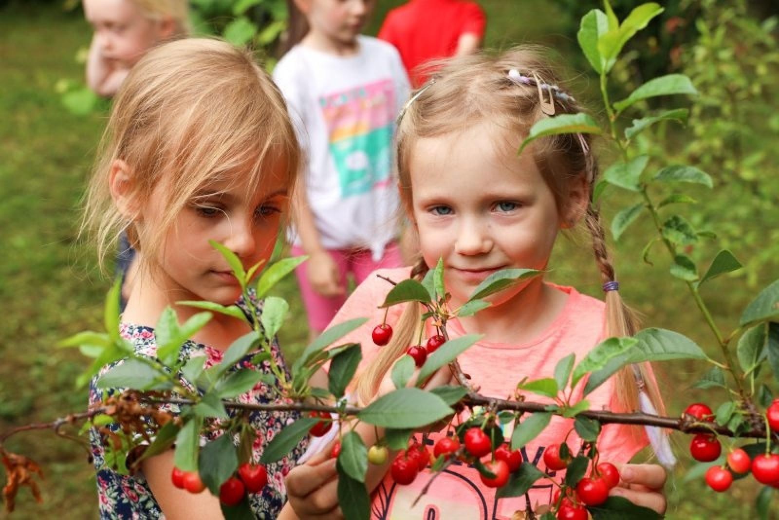 Zdjęcie w galerii na portalu naszraciborz.pl: Pierwsze plony z przedszkolnych warzywników zebrane wiadomości z regionu