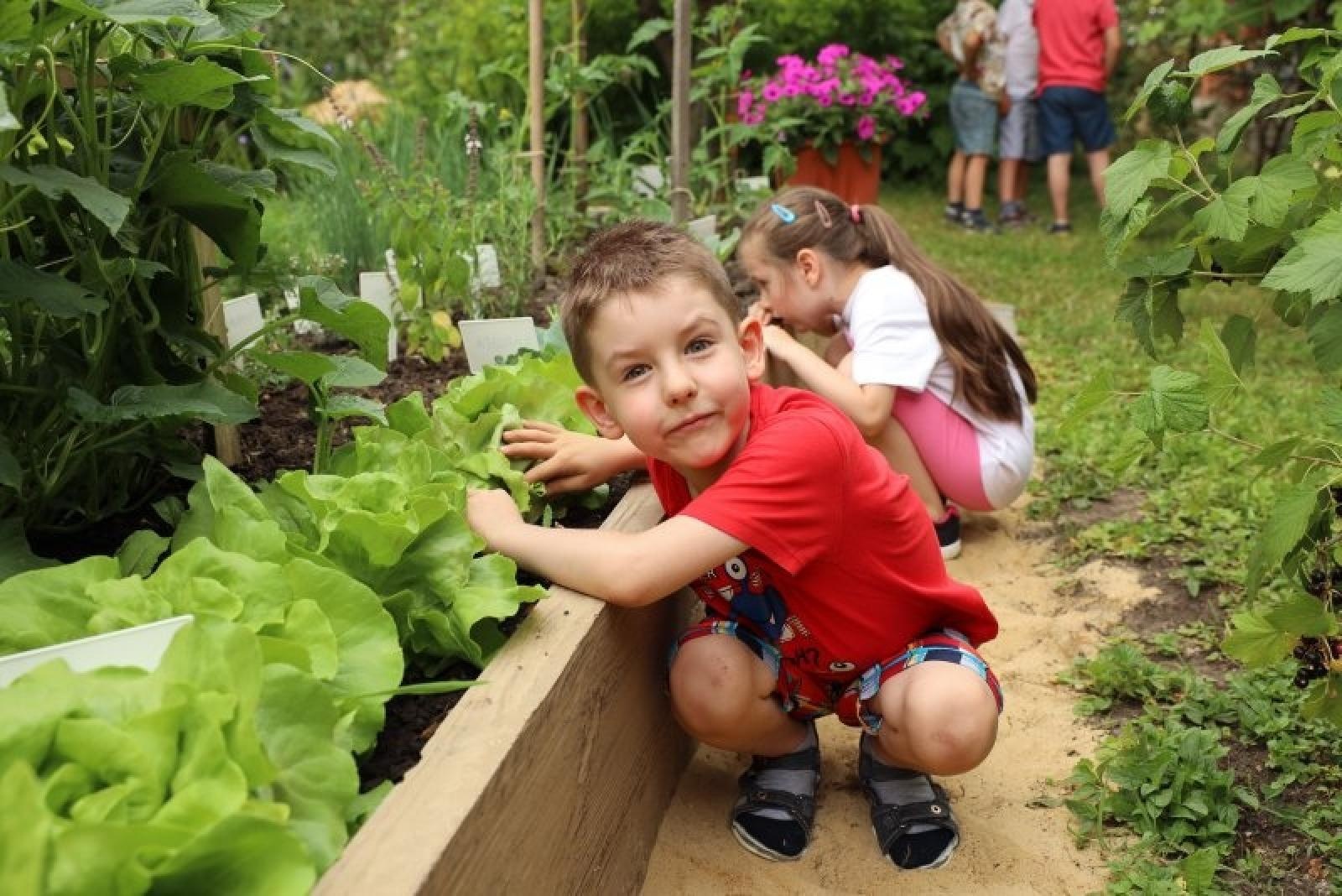 Zdjęcie w galerii na portalu naszraciborz.pl: Pierwsze plony z przedszkolnych warzywników zebrane wiadomości z regionu