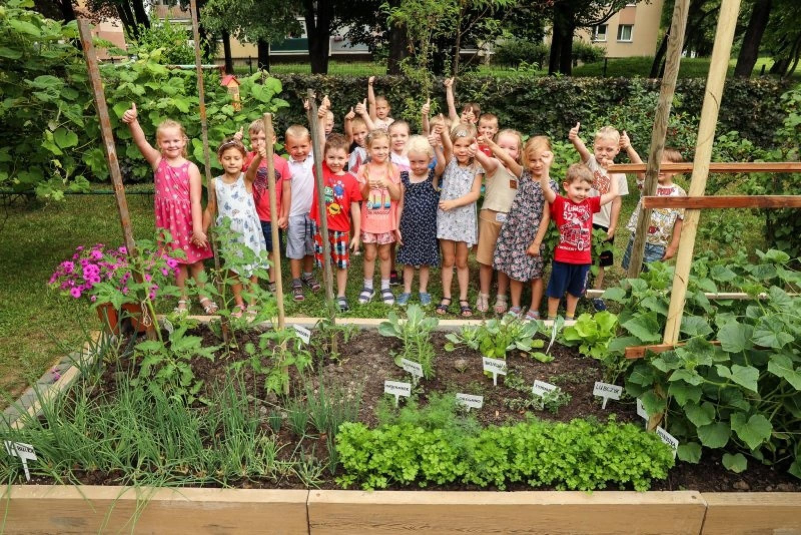 Zdjęcie w galerii na portalu naszraciborz.pl: Pierwsze plony z przedszkolnych warzywników zebrane wiadomości z regionu