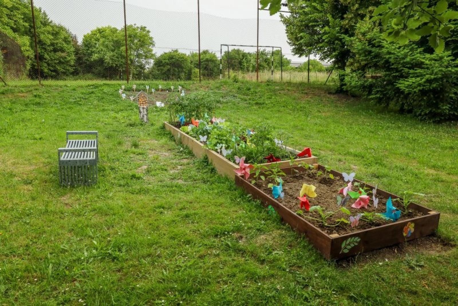 Zdjęcie w galerii na portalu naszraciborz.pl: Pierwsze plony z przedszkolnych warzywników zebrane wiadomości z regionu