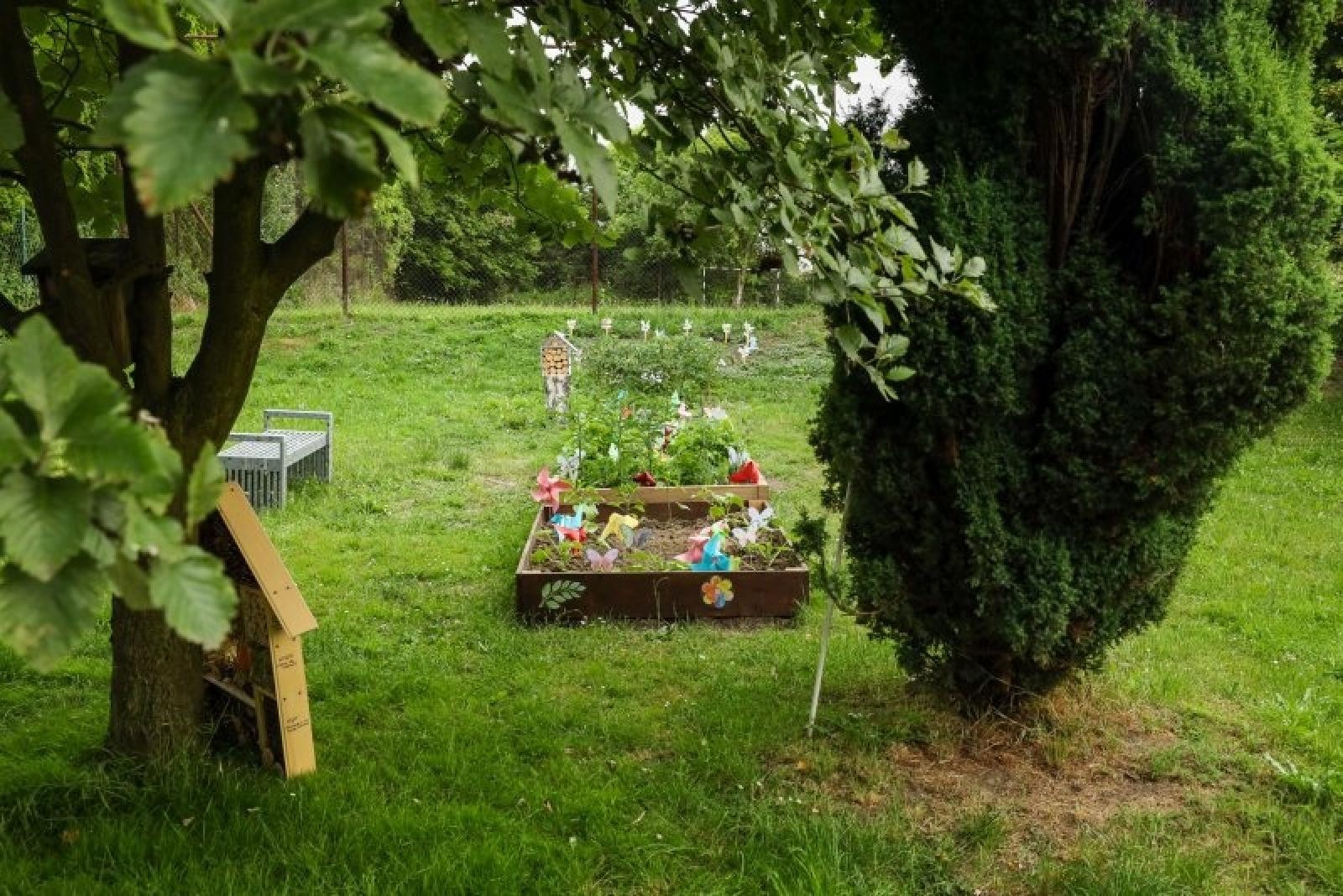 Zdjęcie w galerii na portalu naszraciborz.pl: Pierwsze plony z przedszkolnych warzywników zebrane wiadomości z regionu