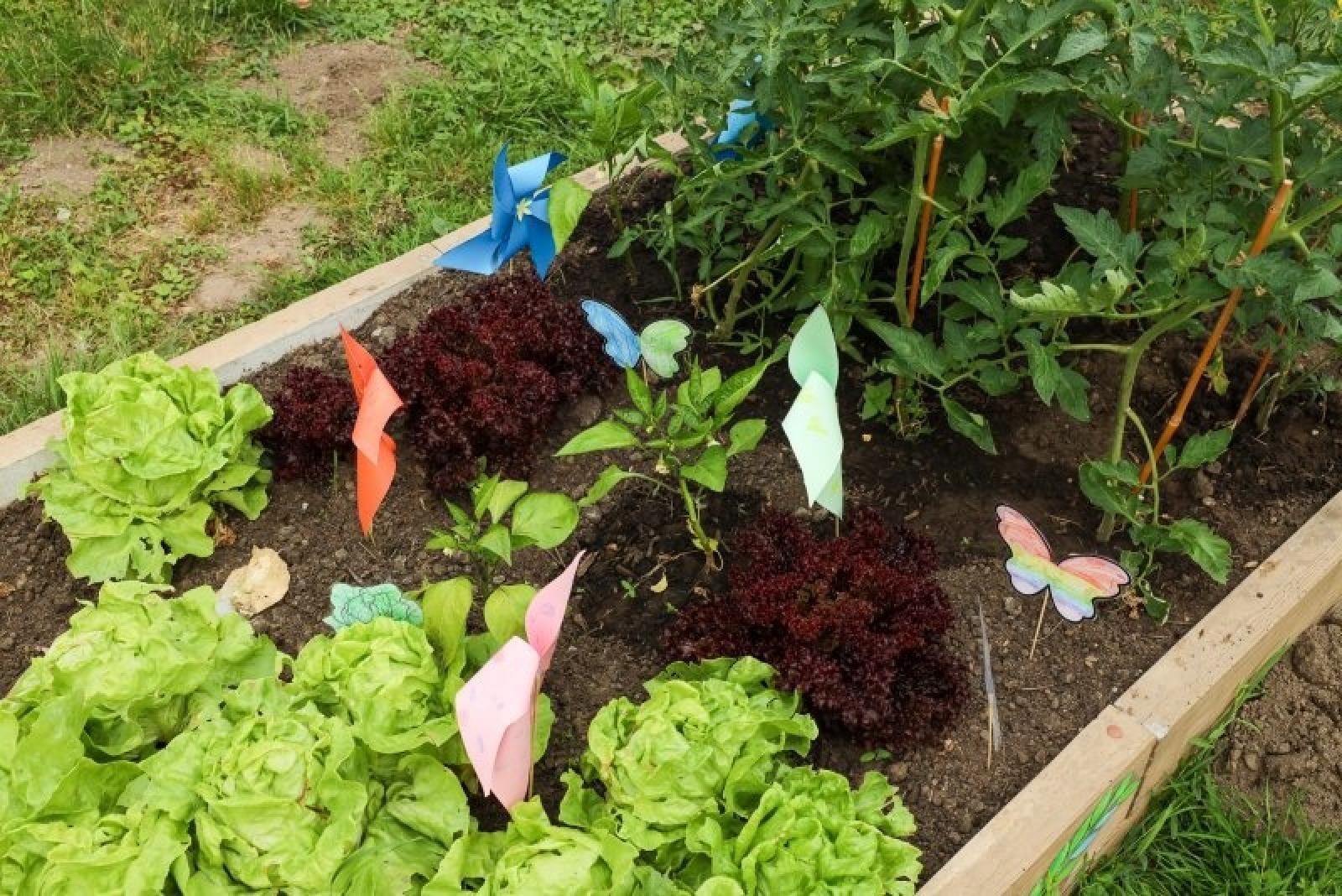 Zdjęcie w galerii na portalu naszraciborz.pl: Pierwsze plony z przedszkolnych warzywników zebrane wiadomości z regionu