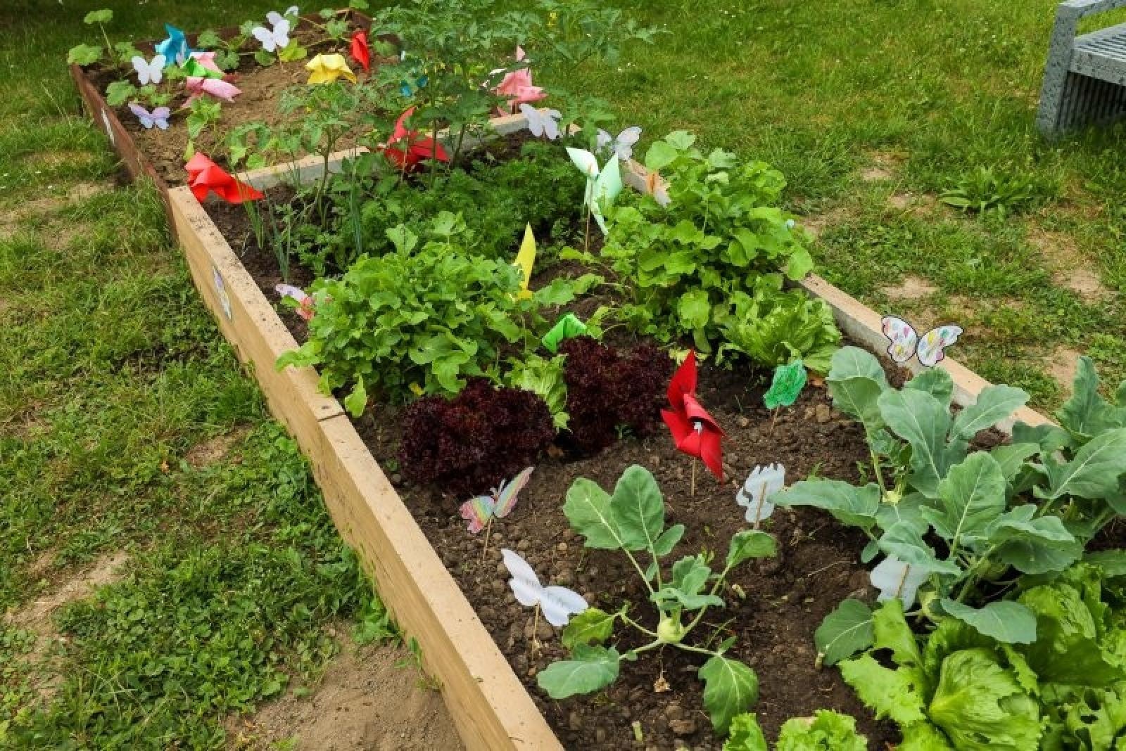 Zdjęcie w galerii na portalu naszraciborz.pl: Pierwsze plony z przedszkolnych warzywników zebrane wiadomości z regionu