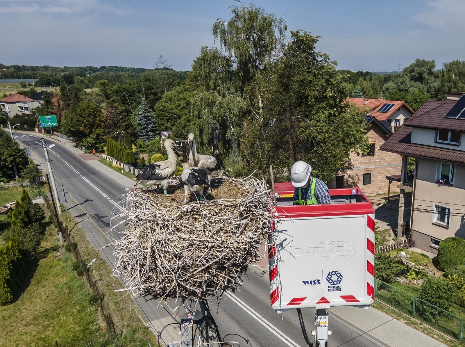 Zdjęcie w galerii na portalu naszraciborz.pl: Ornitolodzy rozpoczęli akcję obrączkowania bocianów wiadomości z regionu