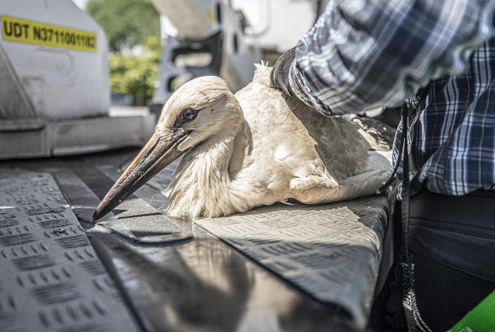 Zdjęcie w galerii na portalu naszraciborz.pl: Ornitolodzy rozpoczęli akcję obrączkowania bocianów wiadomości z regionu