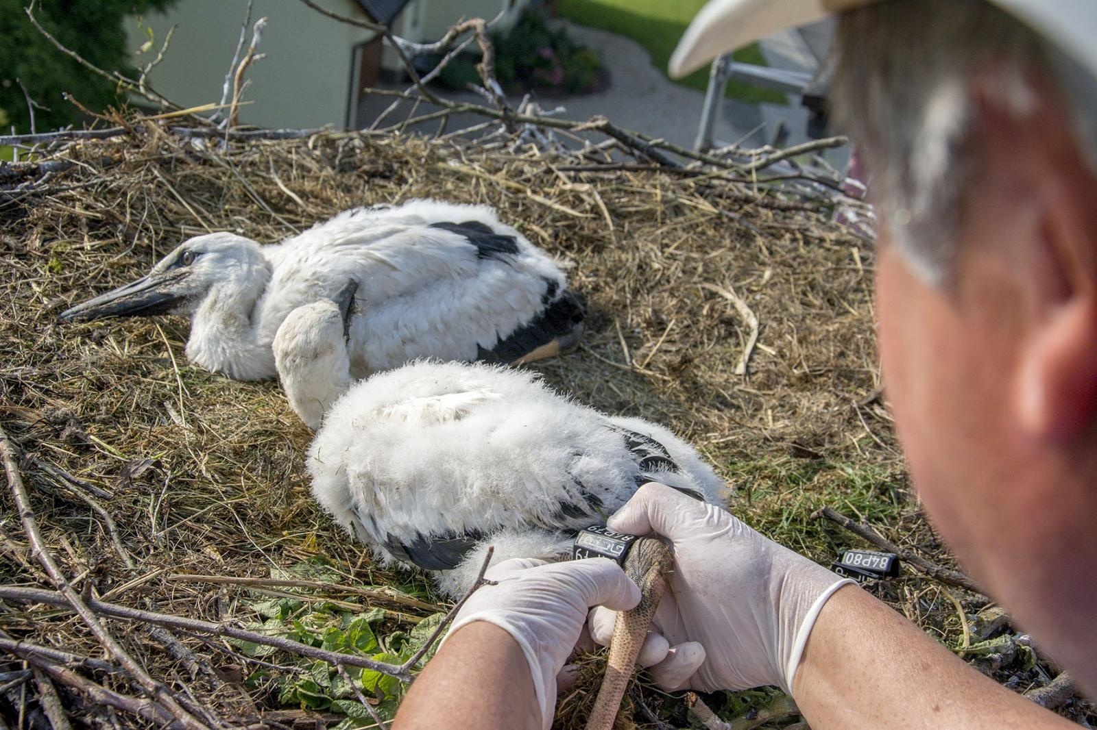 Zdjęcie w galerii na portalu naszraciborz.pl: Ornitolodzy rozpoczęli akcję obrączkowania bocianów wiadomości z regionu