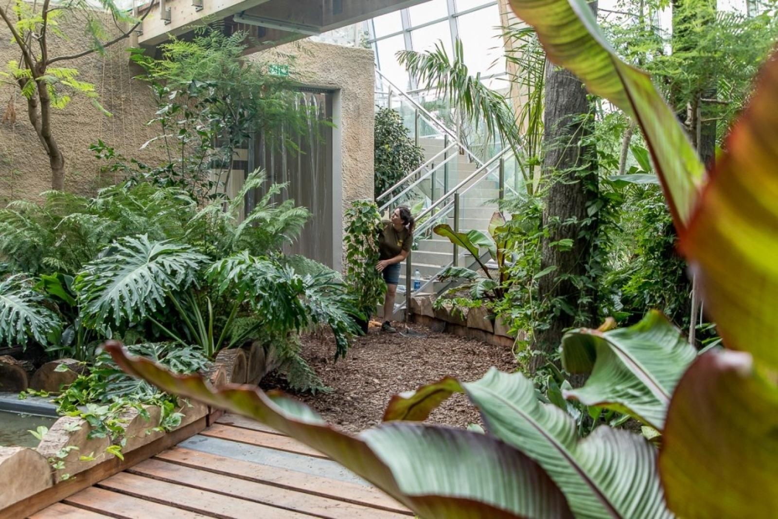 Zdjęcie w galerii na portalu naszraciborz.pl: Powiew egzotyki. Niedaleko Raciborza powstaje las deszczowy wiadomości z regionu