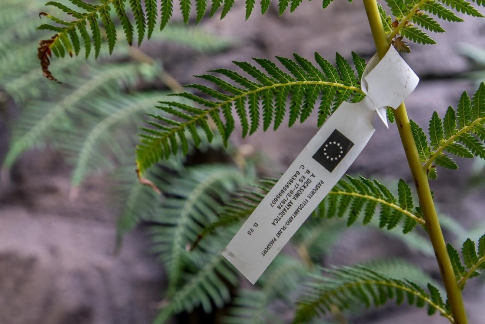 Zdjęcie w galerii na portalu naszraciborz.pl: Powiew egzotyki. Niedaleko Raciborza powstaje las deszczowy wiadomości z regionu