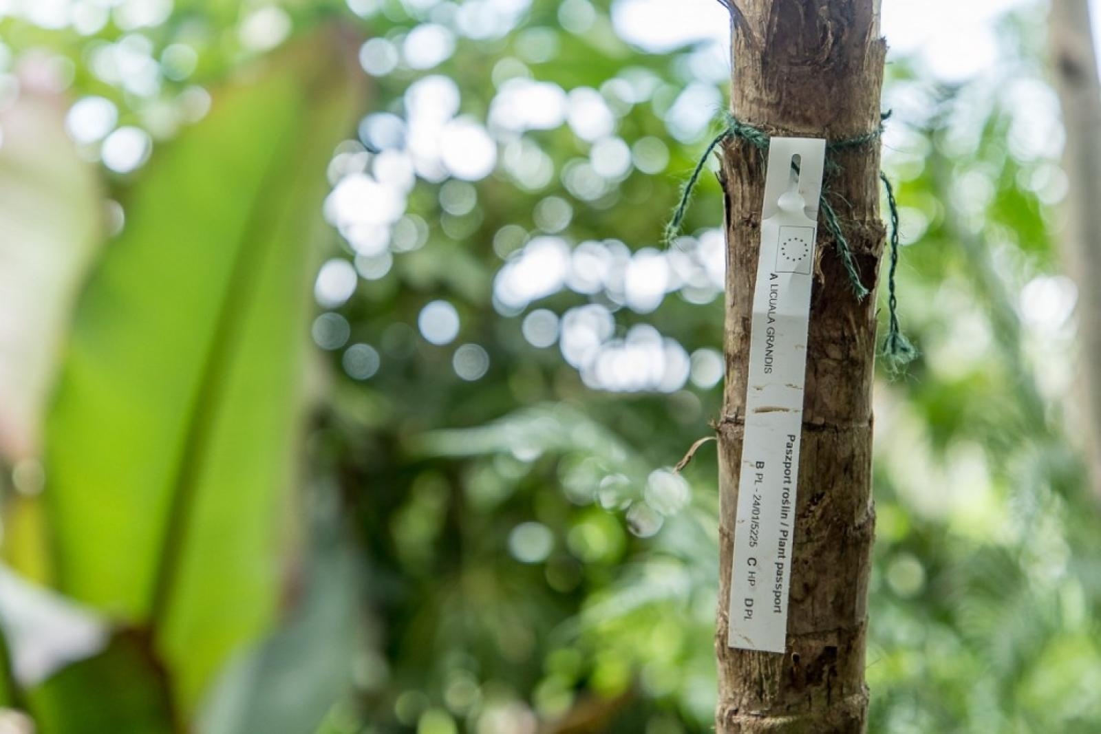 Zdjęcie w galerii na portalu naszraciborz.pl: Powiew egzotyki. Niedaleko Raciborza powstaje las deszczowy wiadomości z regionu