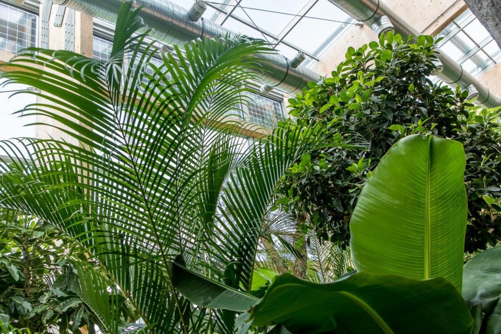 Zdjęcie w galerii na portalu naszraciborz.pl: Powiew egzotyki. Niedaleko Raciborza powstaje las deszczowy wiadomości z regionu