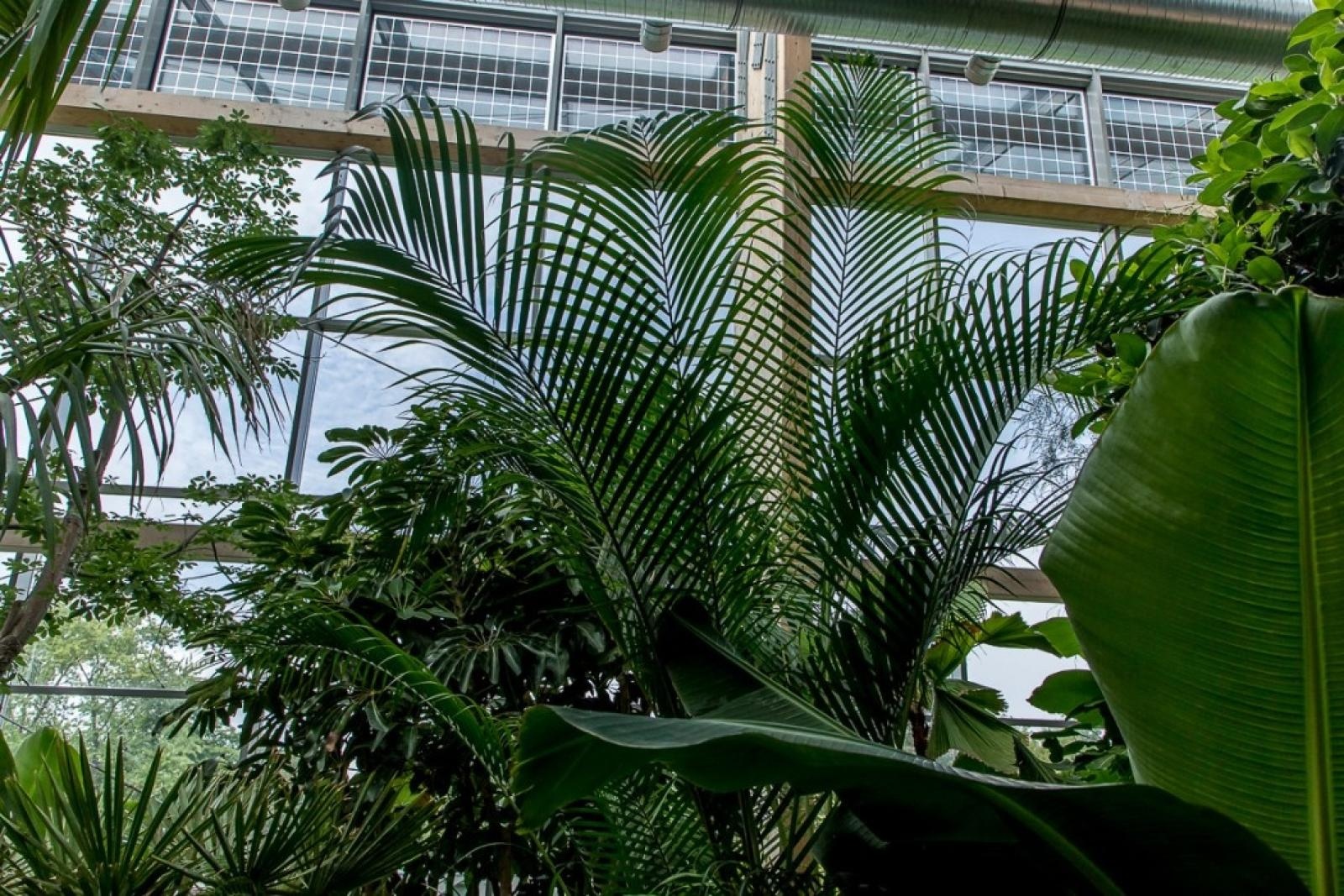 Zdjęcie w galerii na portalu naszraciborz.pl: Powiew egzotyki. Niedaleko Raciborza powstaje las deszczowy wiadomości z regionu